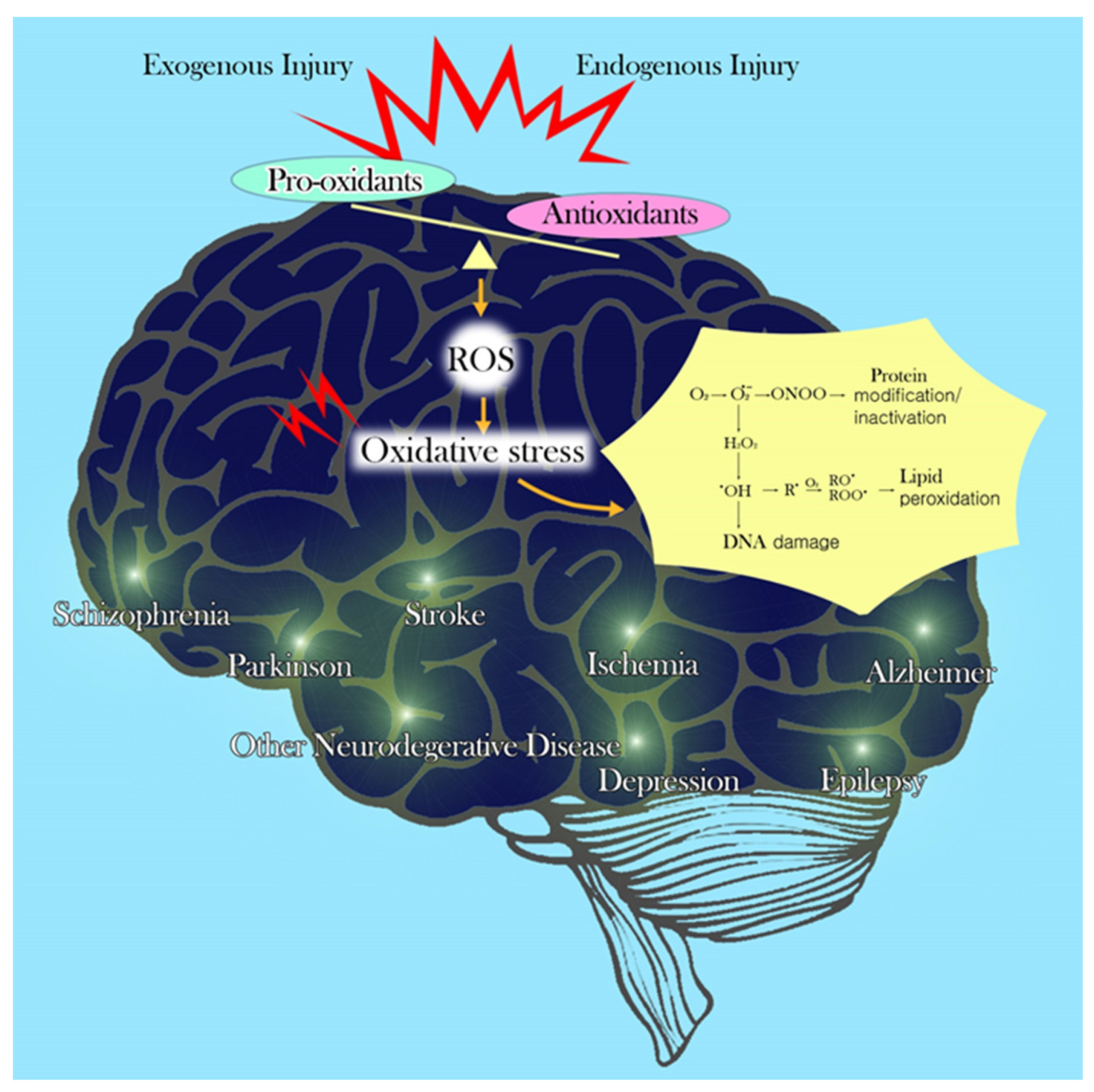 Antioxidant and brain function