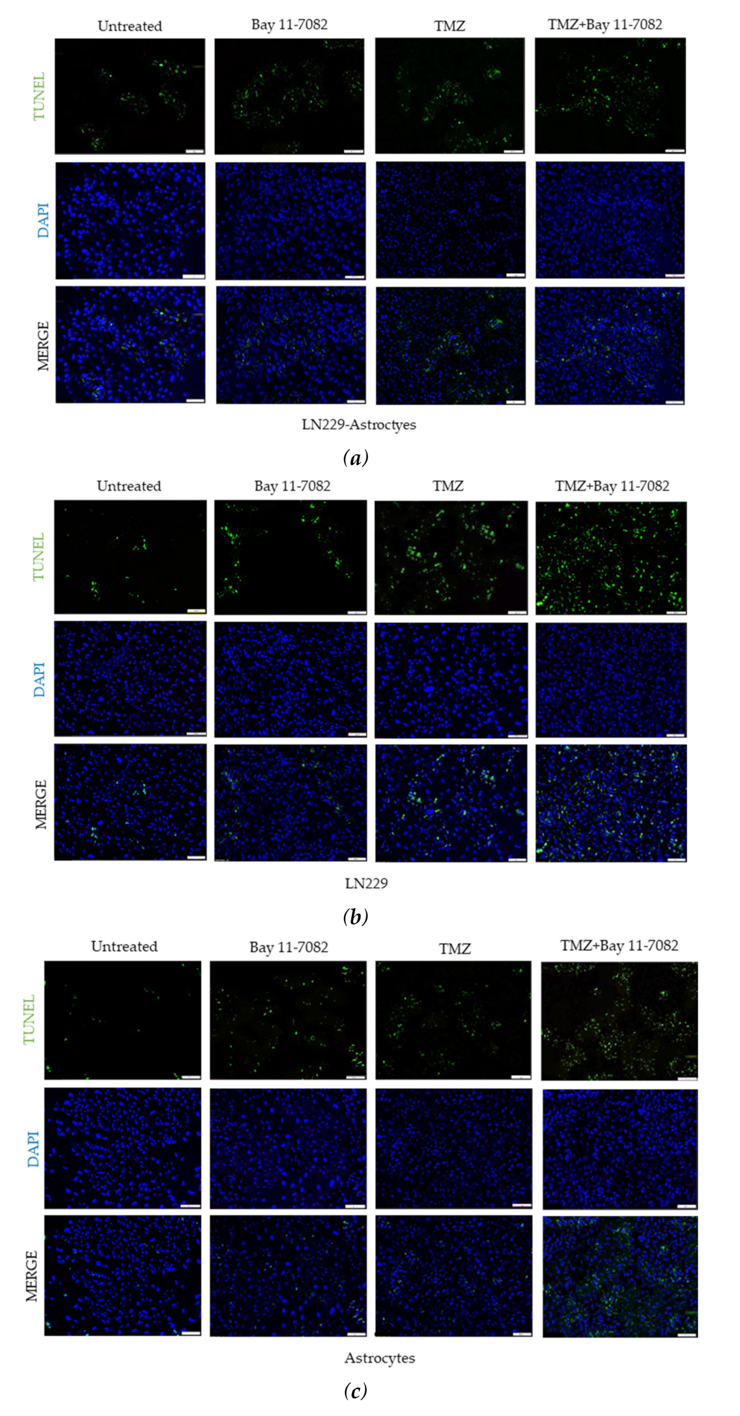 Ijms 21 07154 g003a Ijms 21 07154 g003a