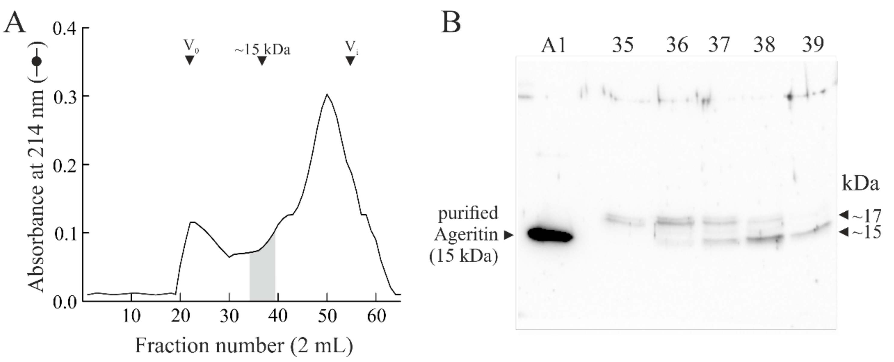 Ijms Free Full Text Gene Organization Expression And Localization Of Ribotoxin Like Protein Ageritin In Fruiting Body And Mycelium Of Agrocybe Aegerita Html