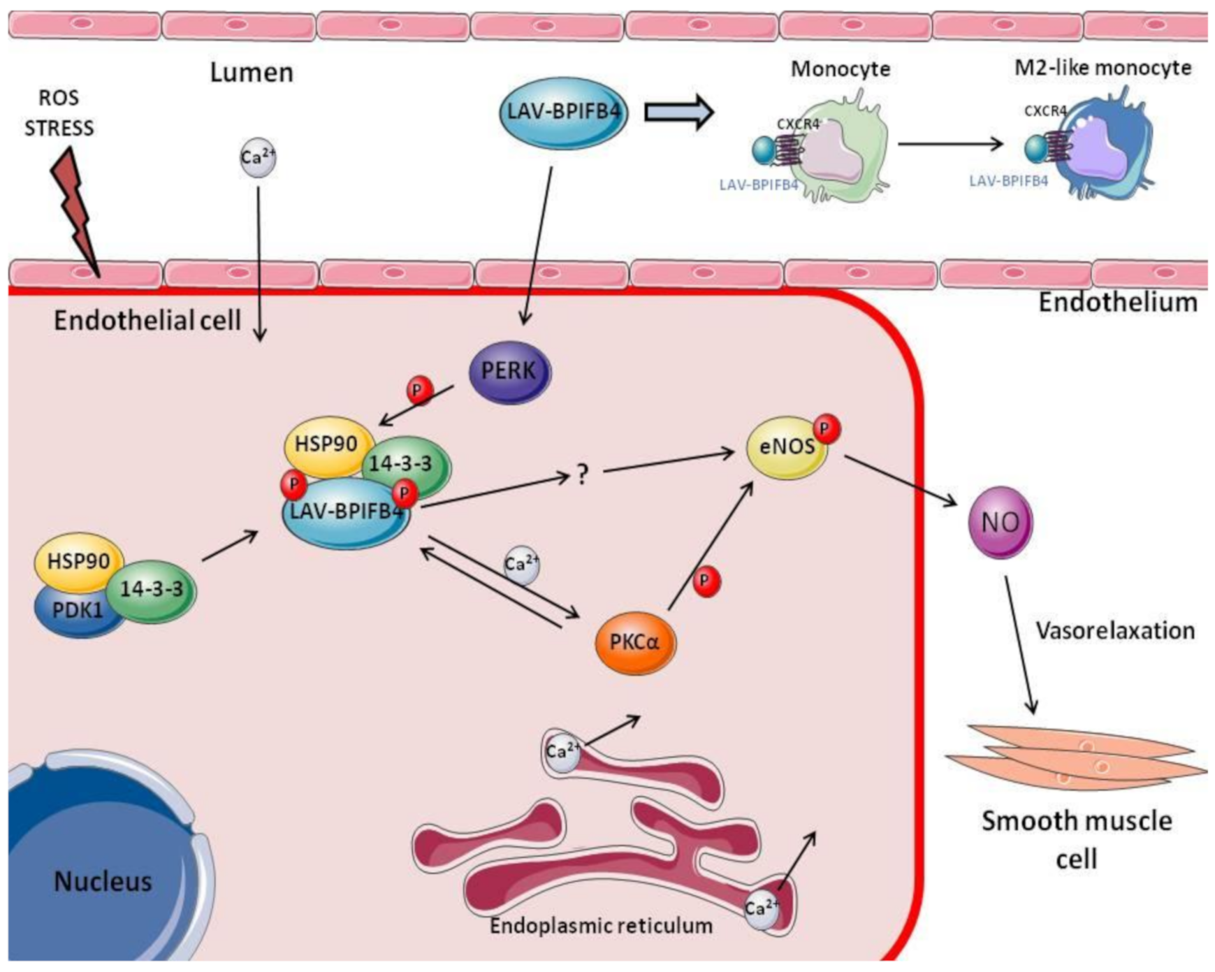 Ijms 21 07163 g001 Ijms 21 07163 g001