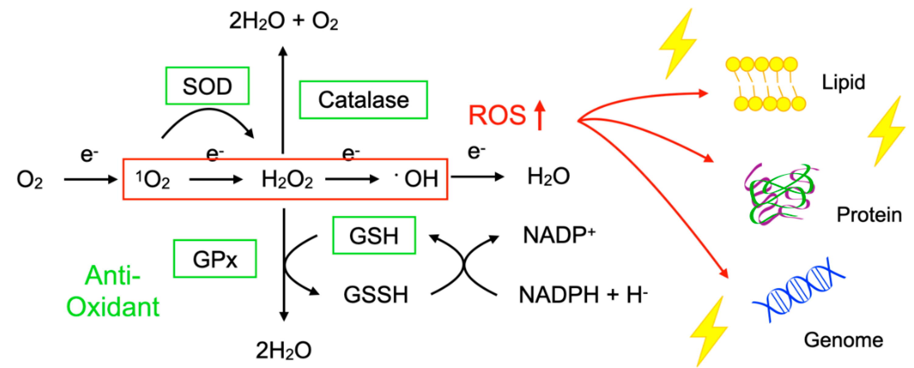 Ijms 21 07170 g001 Ijms 21 07170 g001
