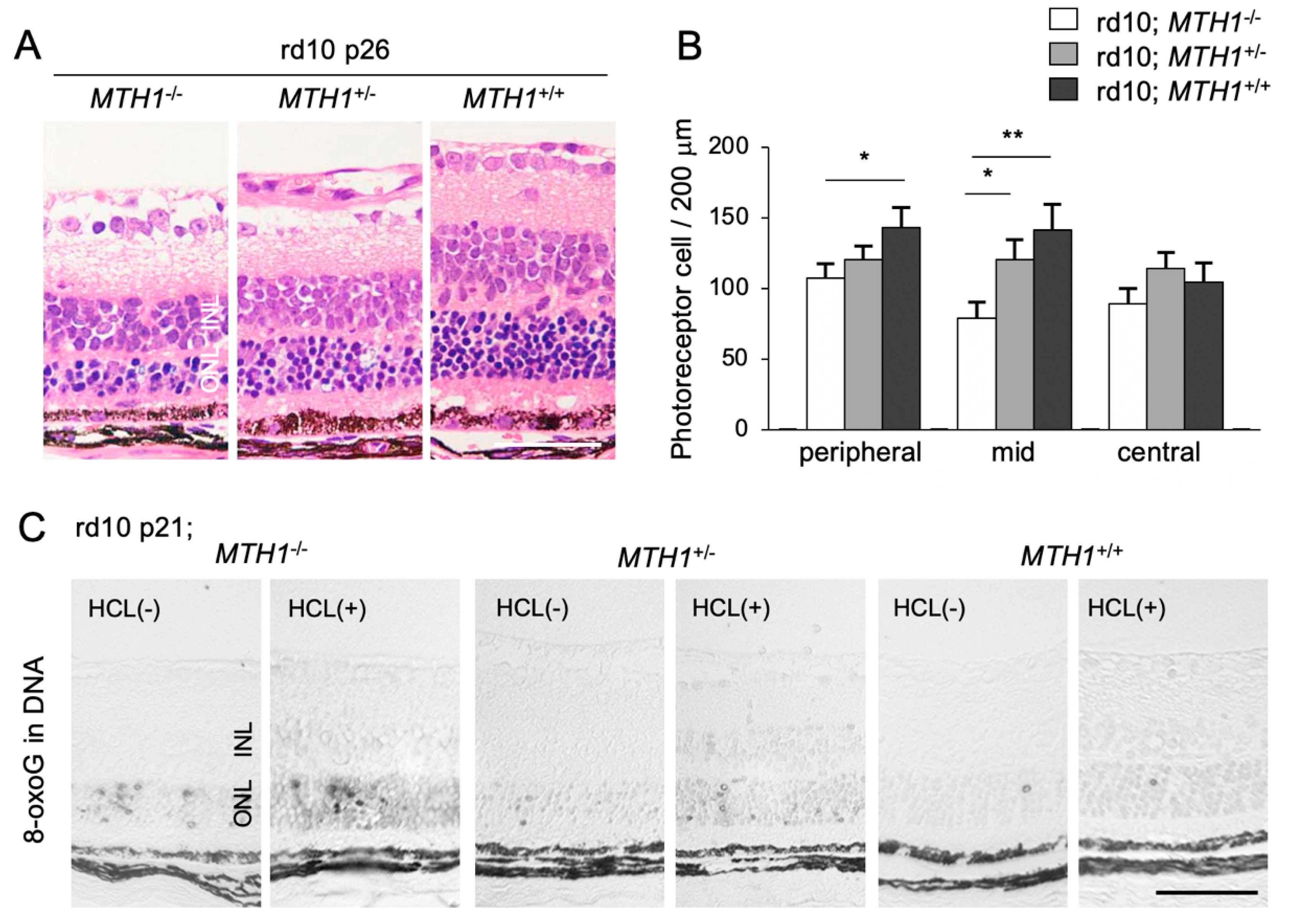 Ijms 21 07170 g004 Ijms 21 07170 g004