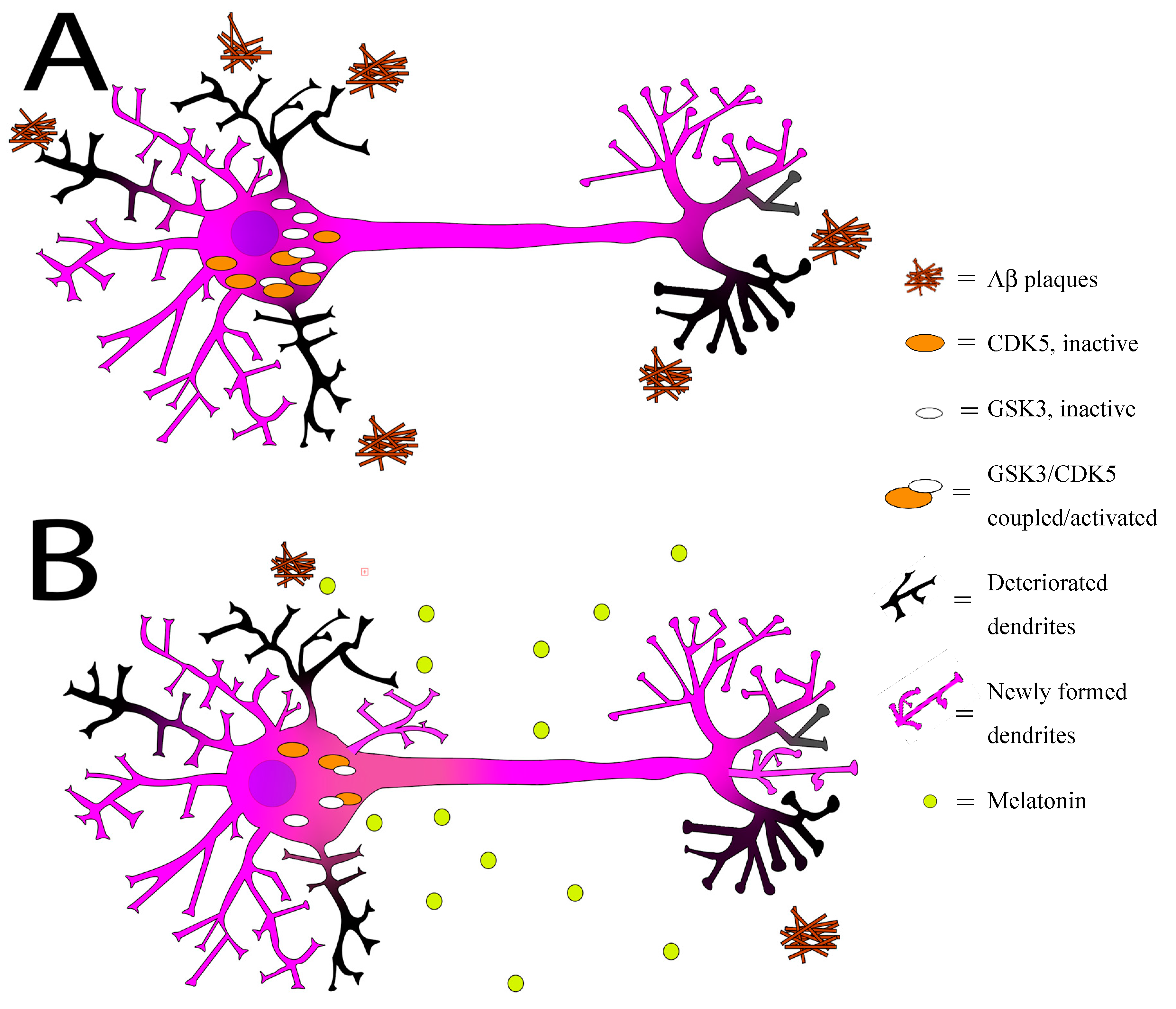 IJMS | Free Full-Text | Melatonin and Autophagy in Aging-Related 