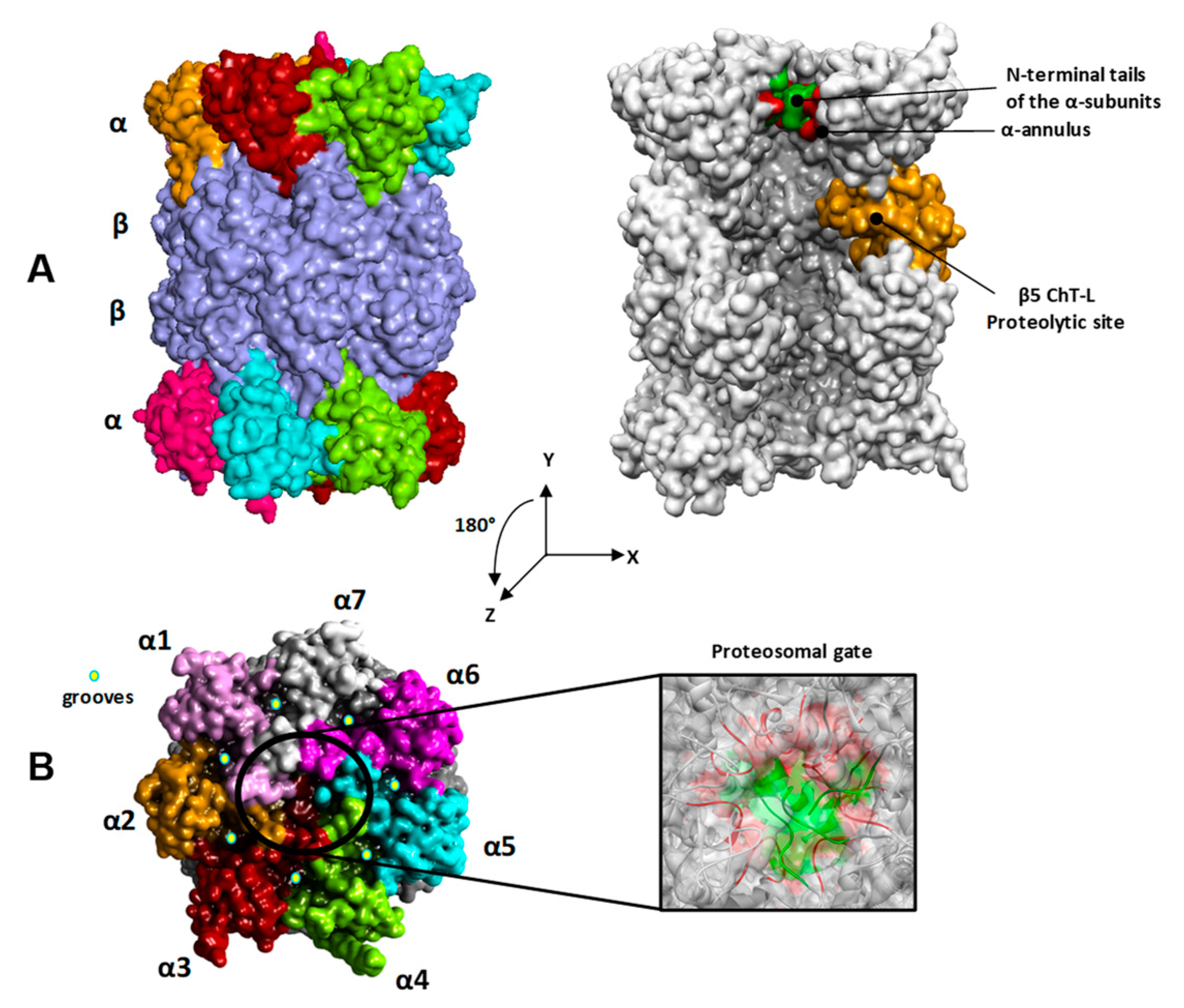 IJMS | Free Full-Text | Cooperative Binding of the Cationic Porphyrin  Tris-T4 Enhances Catalytic Activity of 20S Proteasome Unveiling a Complex  Distribution of Functional States
