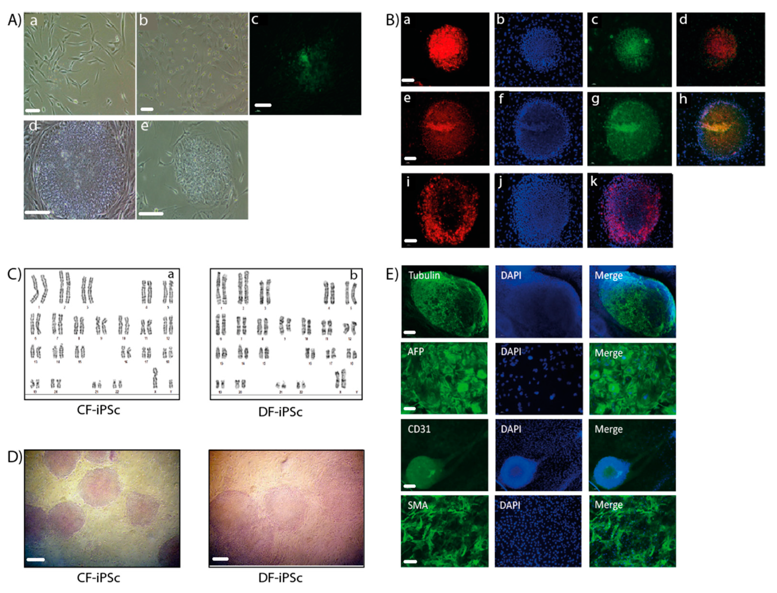 Ijms 21 07215 g001 Ijms 21 07215 g001