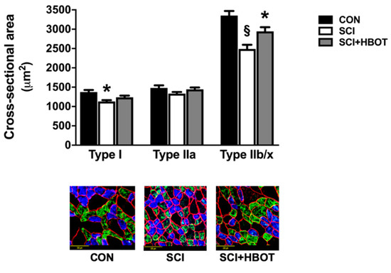 Ijms 21 07219 g002 Ijms 21 07219 g002