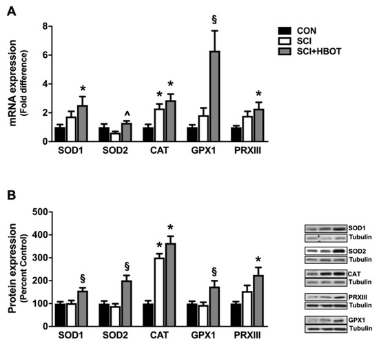 Ijms 21 07219 g004 Ijms 21 07219 g004