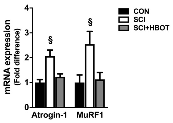 Ijms 21 07219 g006 Ijms 21 07219 g006