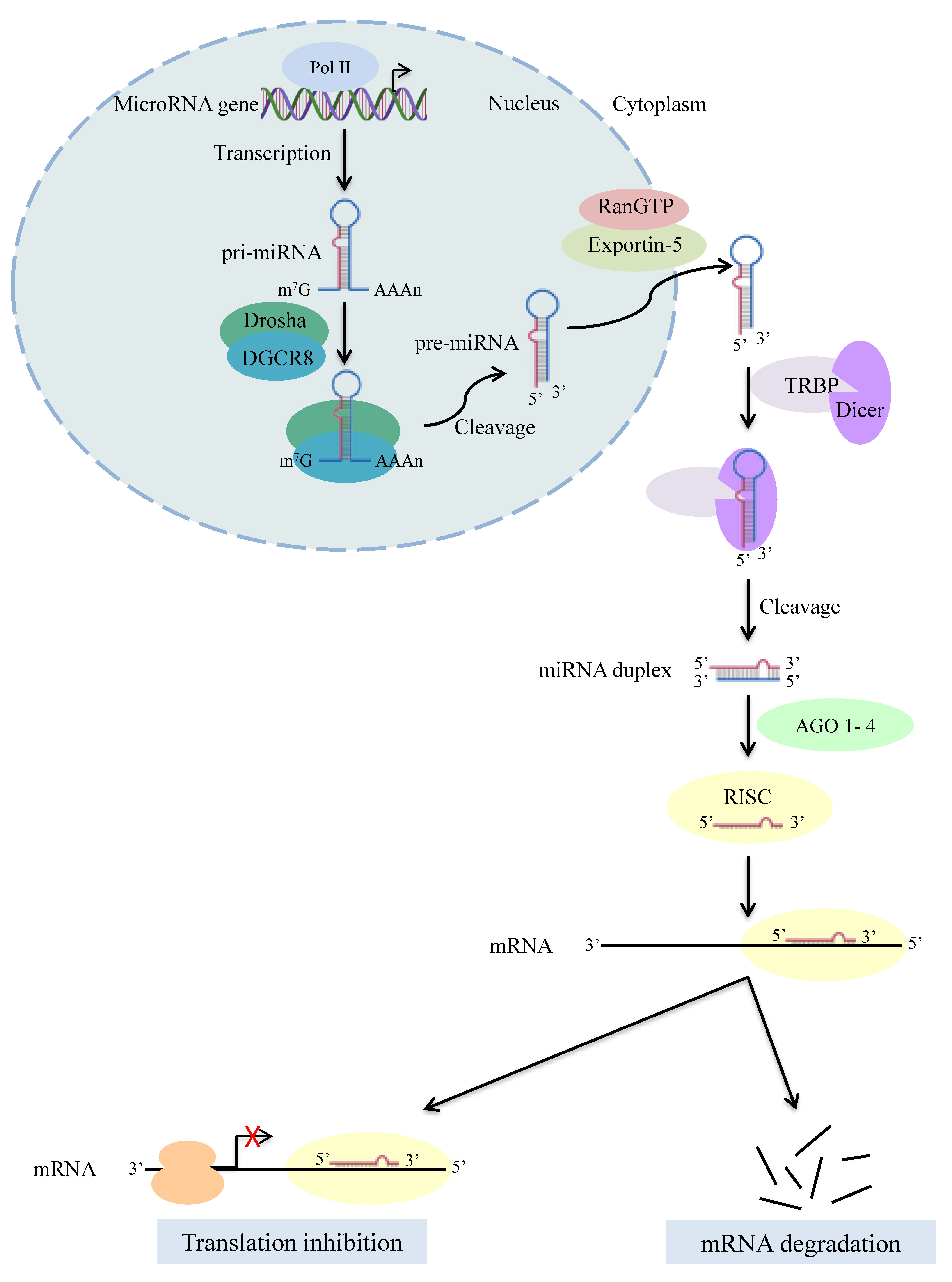 Ijms 21 07223 g001 Ijms 21 07223 g001