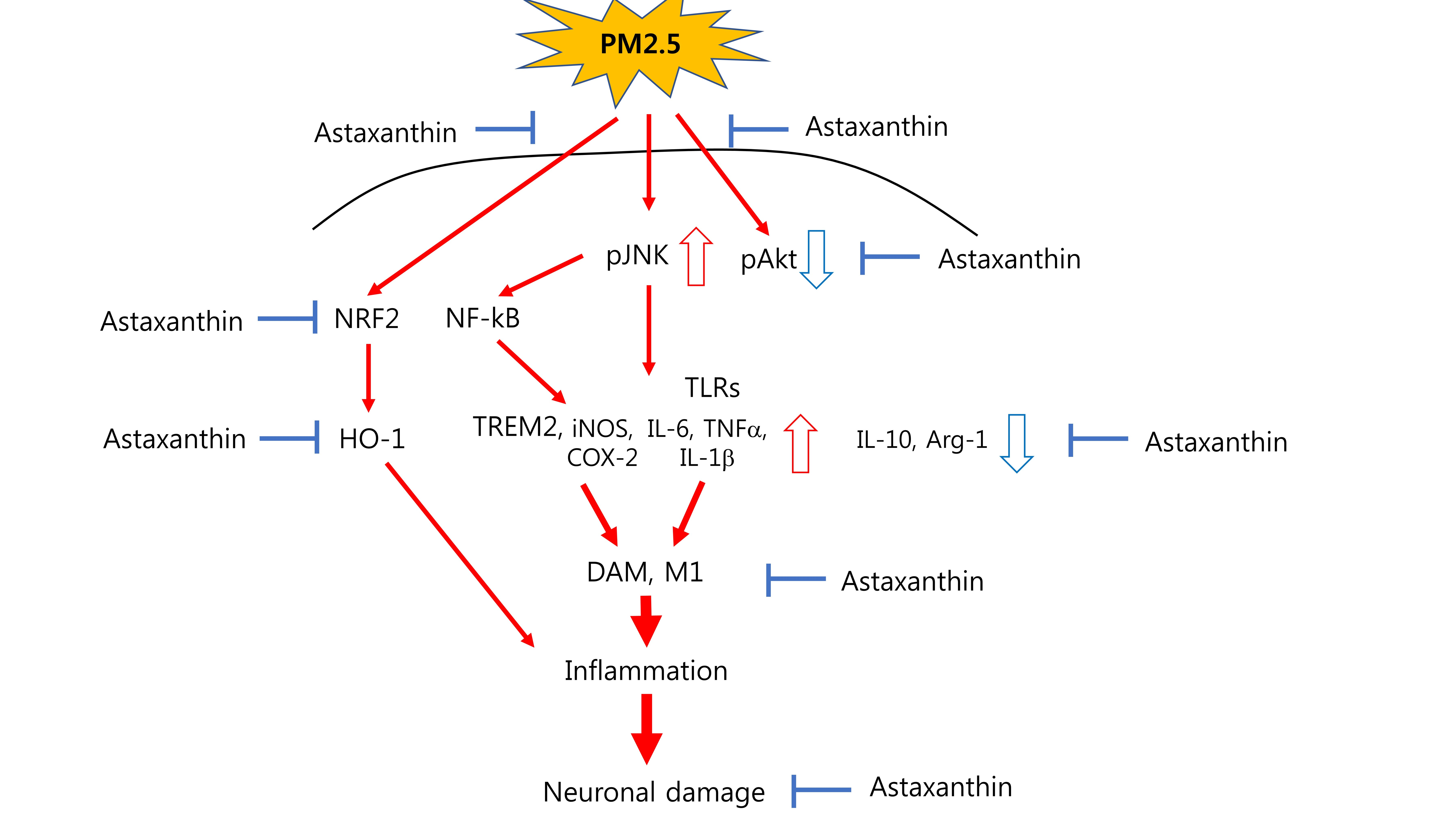 IJMS Free FullText Astaxanthin Suppresses PM2.5Induced