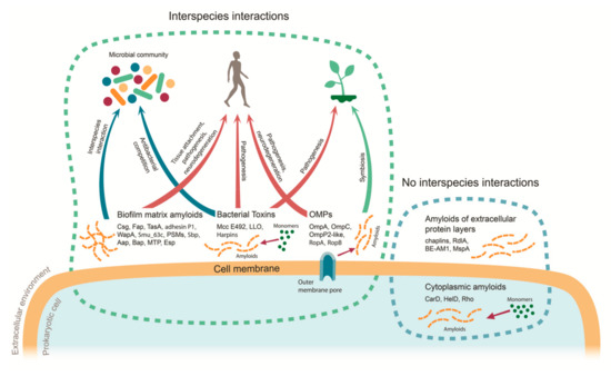 Ijms Free Full Text Biological Functions Of Prokaryotic Amyloids In Interspecies Interactions Facts And Assumptions Html