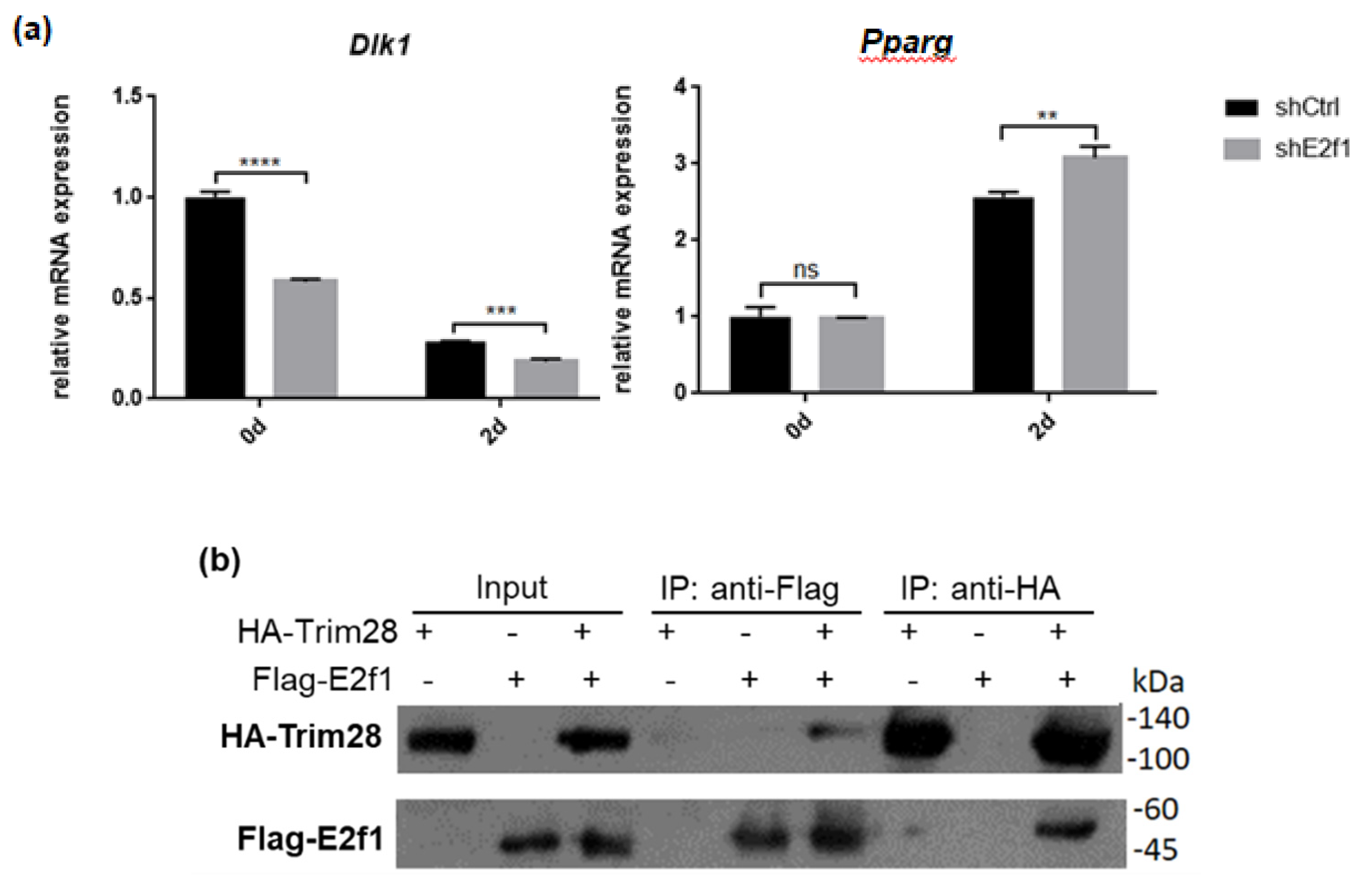 Ijms 21 07245 g007a Ijms 21 07245 g007a