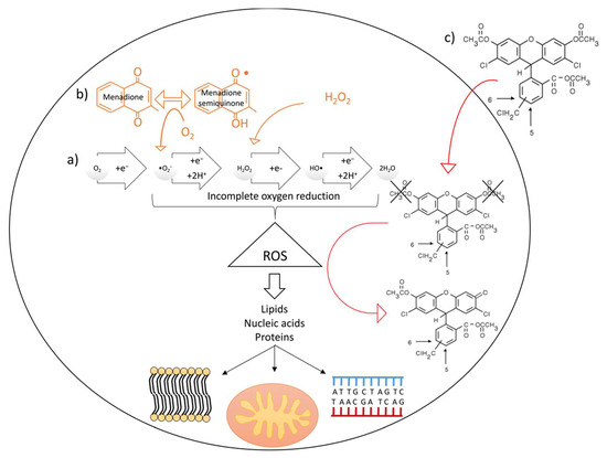 structural insights for enhanced ros detoxification of... A Medium-Throughput System for In Vitro Oxidative Stress Assessment in ...
