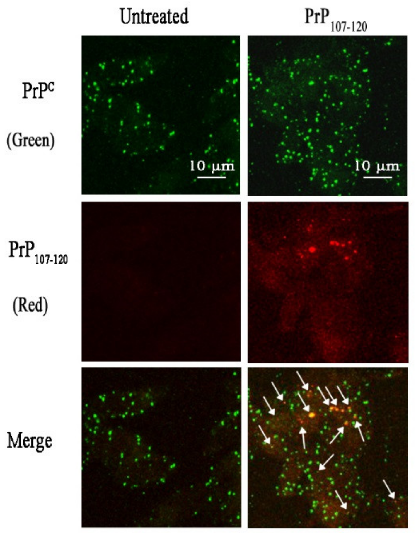 Ijms 21 07273 g010 Ijms 21 07273 g010