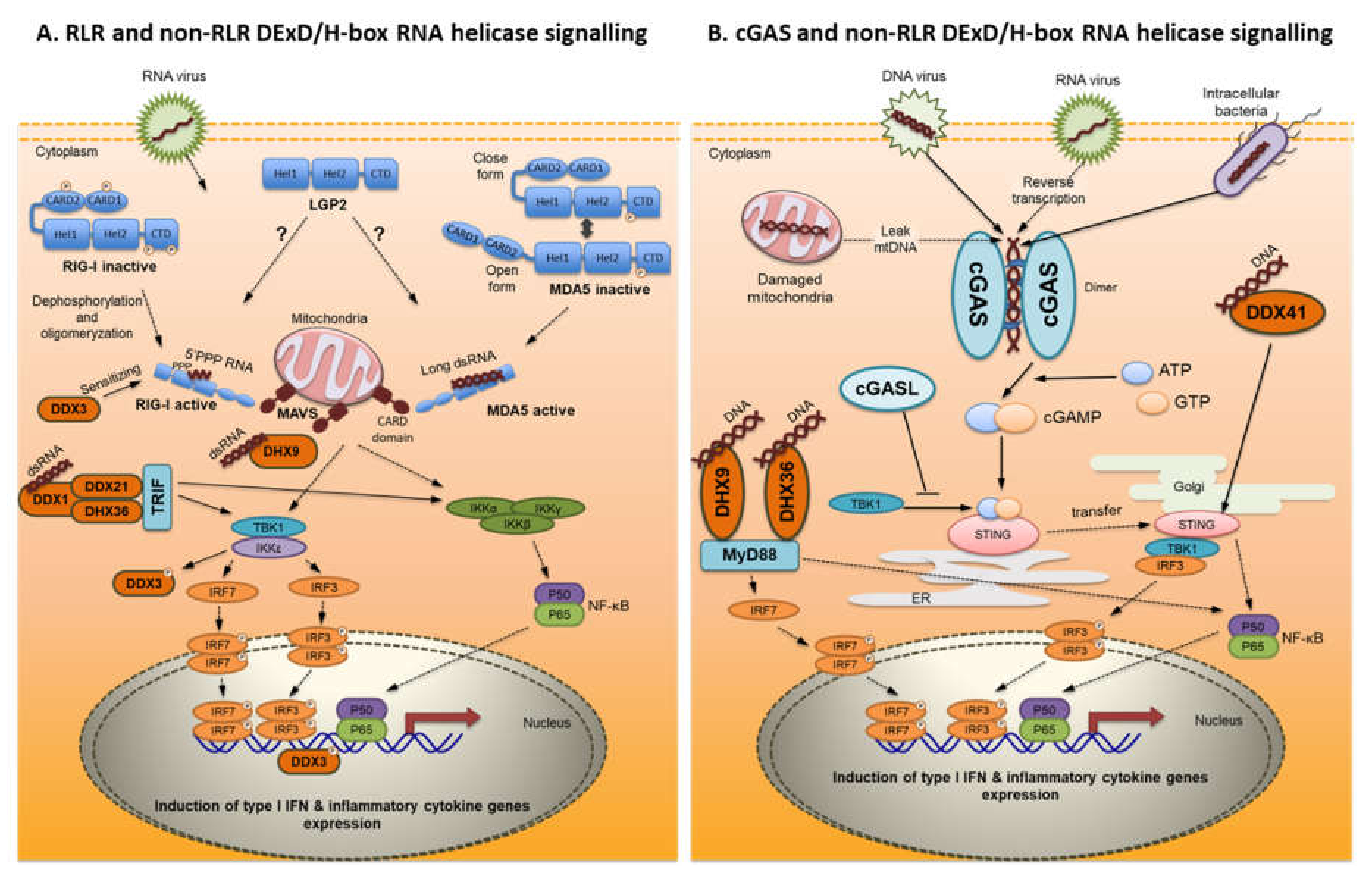 IJMS | Free Full-Text | Cytosolic Sensors for Pathogenic Viral and 