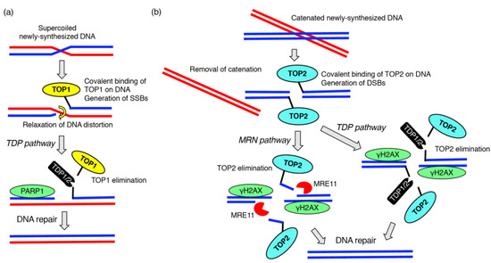 The Roles of SPOP in DNA Damage Response and DNA Replication