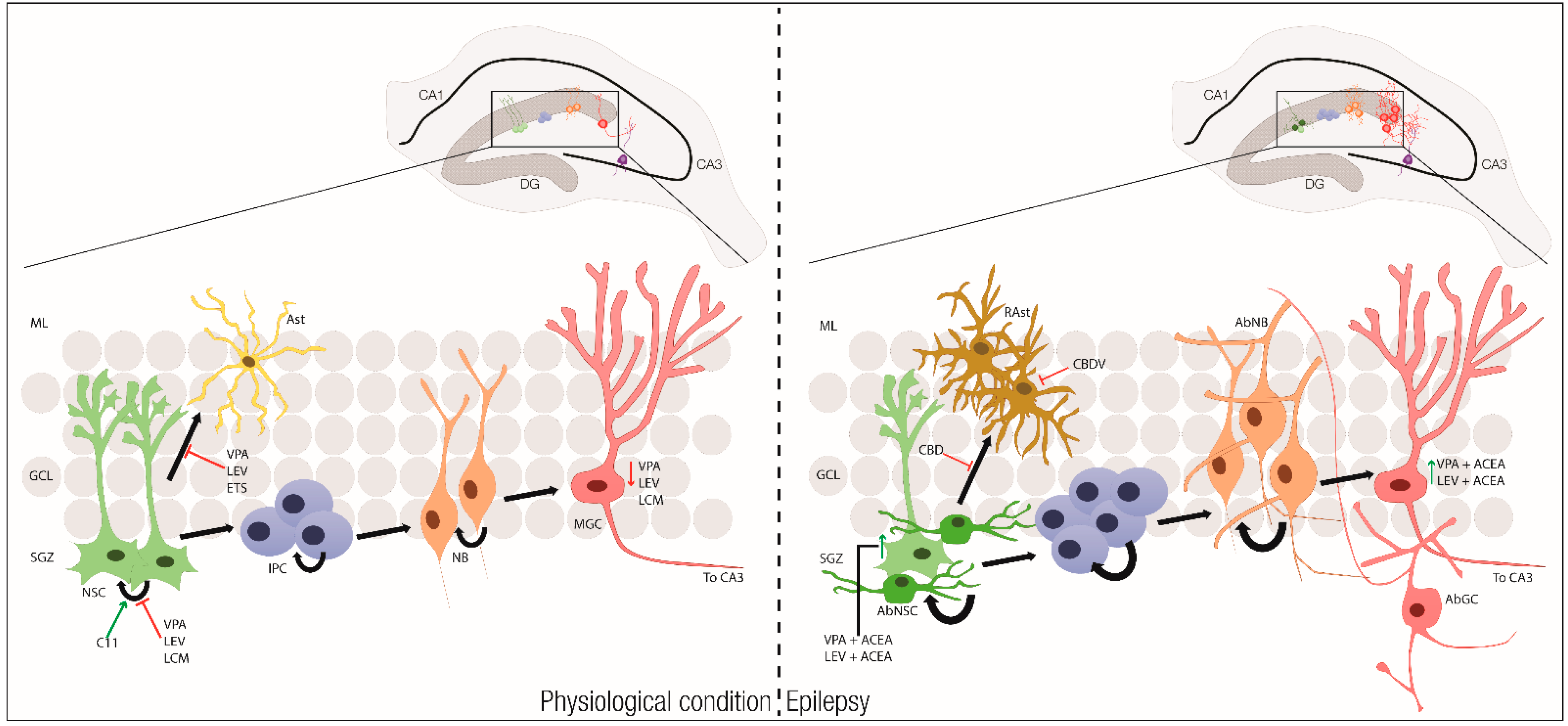 Ijms 21 07309 g005 Ijms 21 07309 g005
