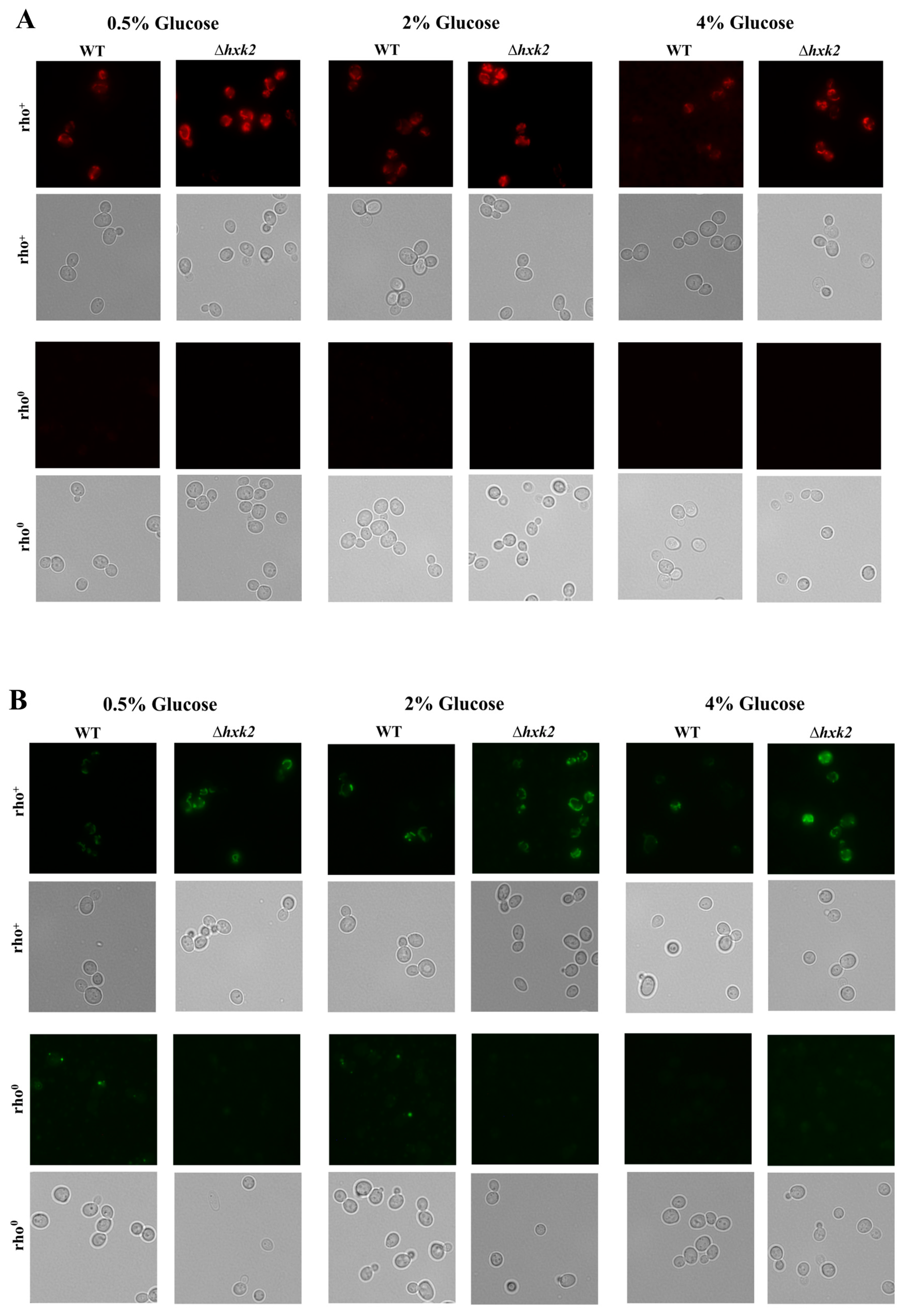 Ijms 21 07313 g003a Ijms 21 07313 g003a
