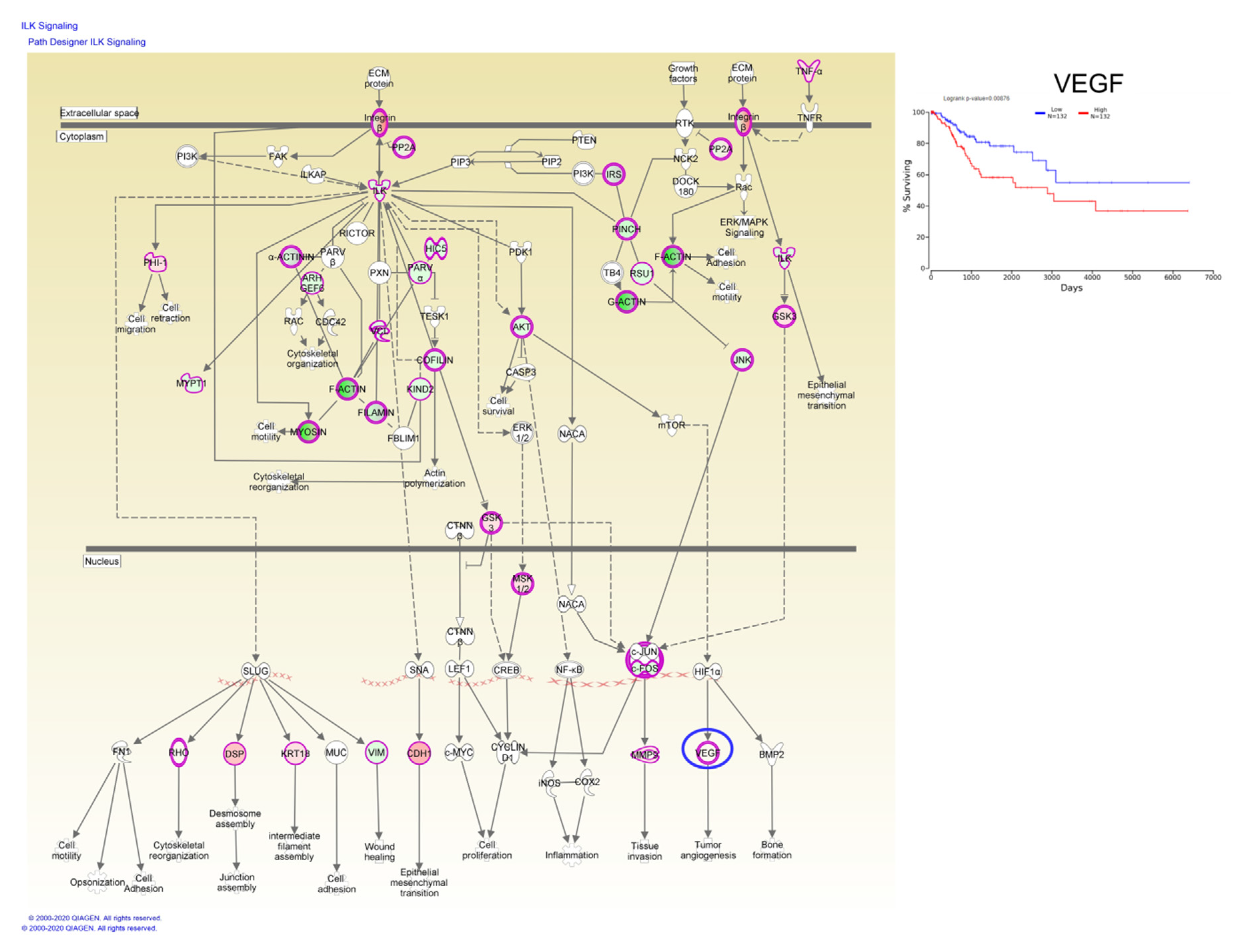Ijms 21 07323 g007 Ijms 21 07323 g007