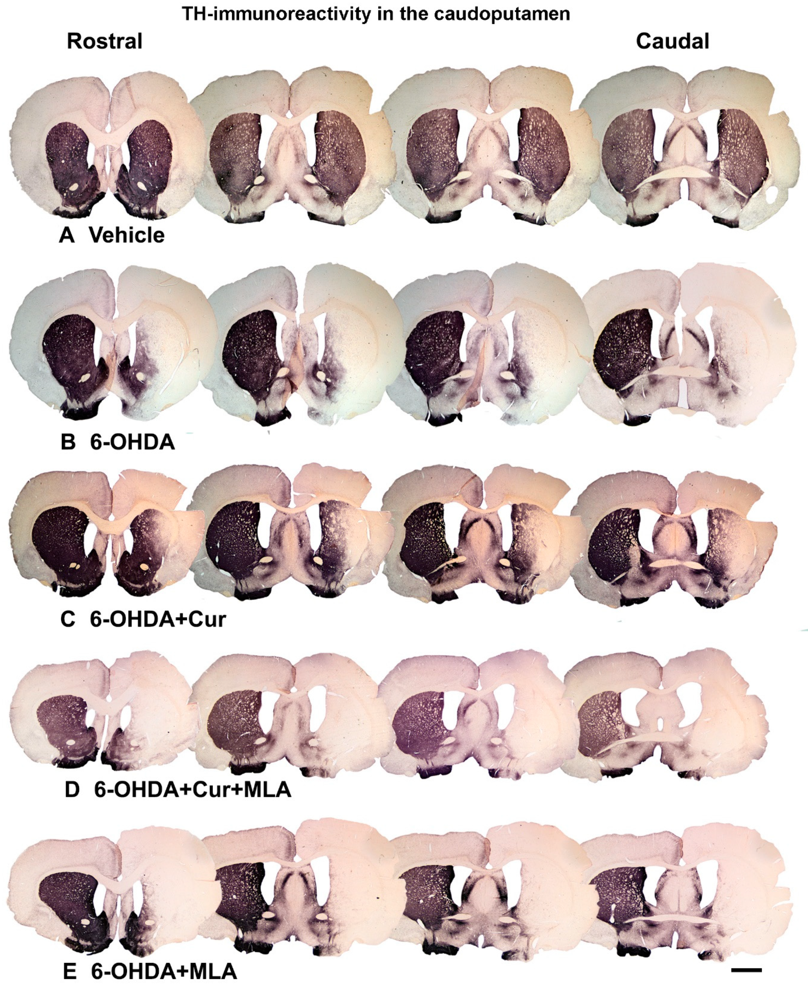 Ijms 21 07329 g002 Ijms 21 07329 g002