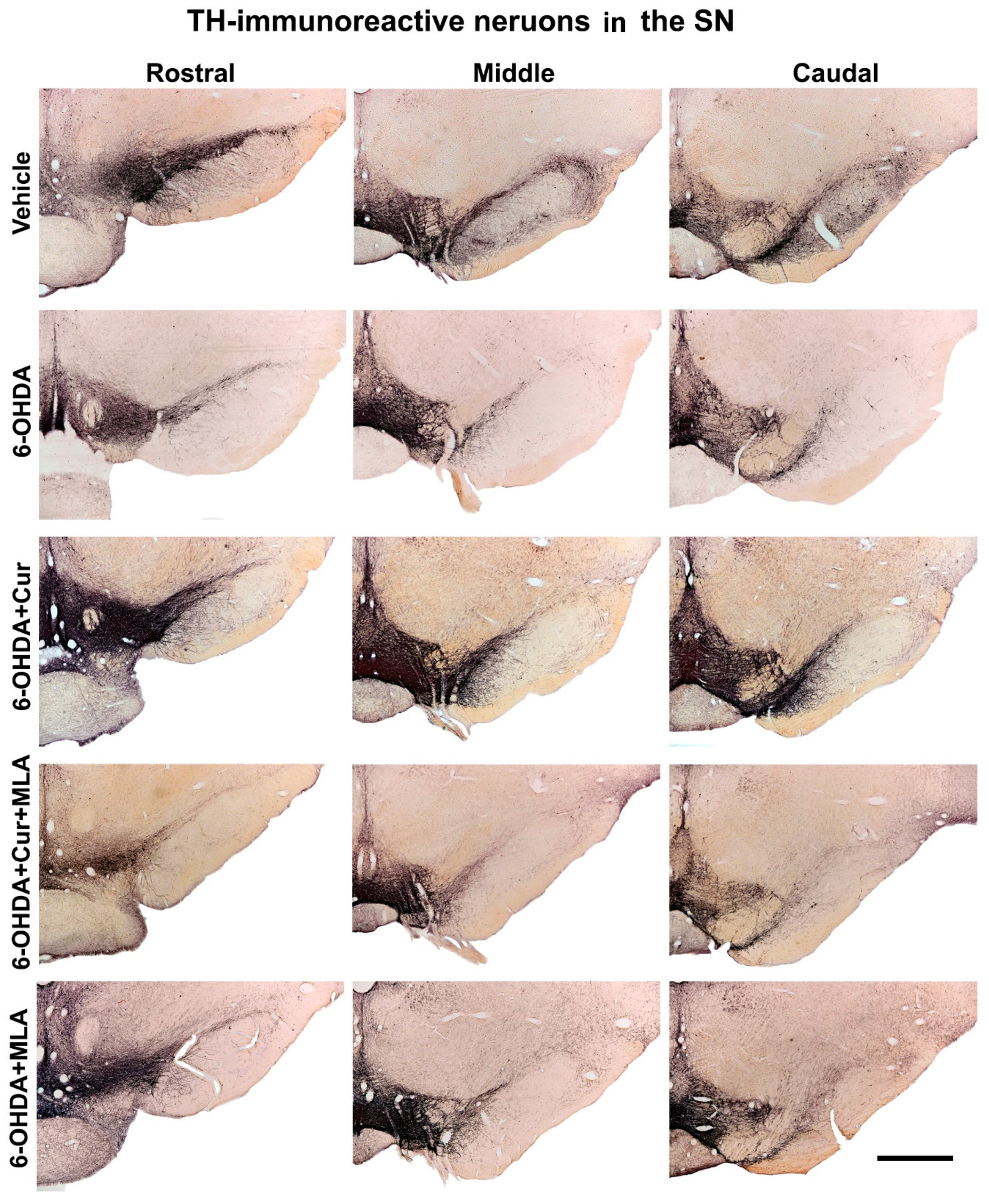 Ijms 21 07329 g004 Ijms 21 07329 g004