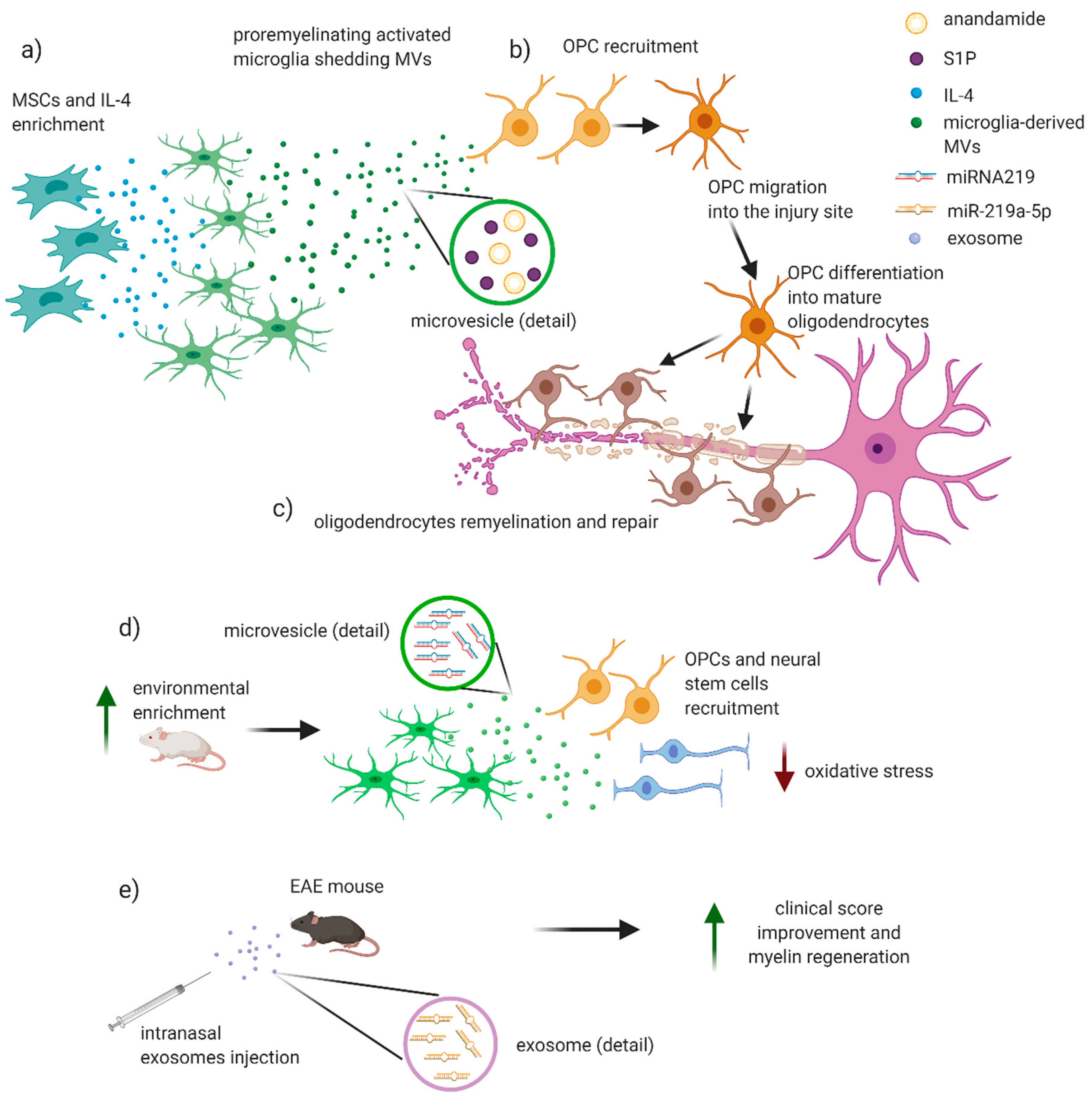 Ijms 21 07336 g003 Ijms 21 07336 g003