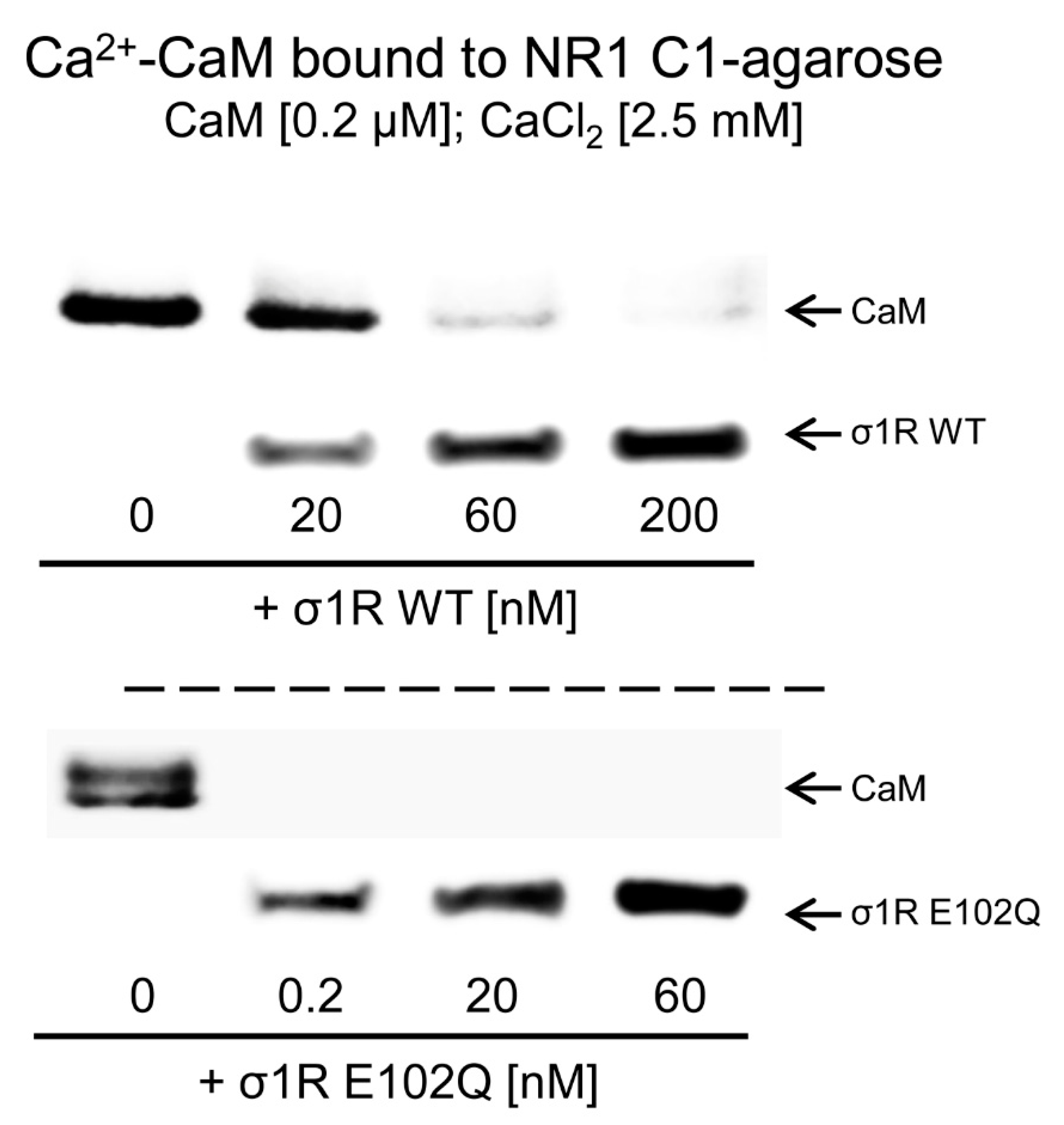 The ALS-Related σ1R E102Q Mutant Eludes Ligand Control and