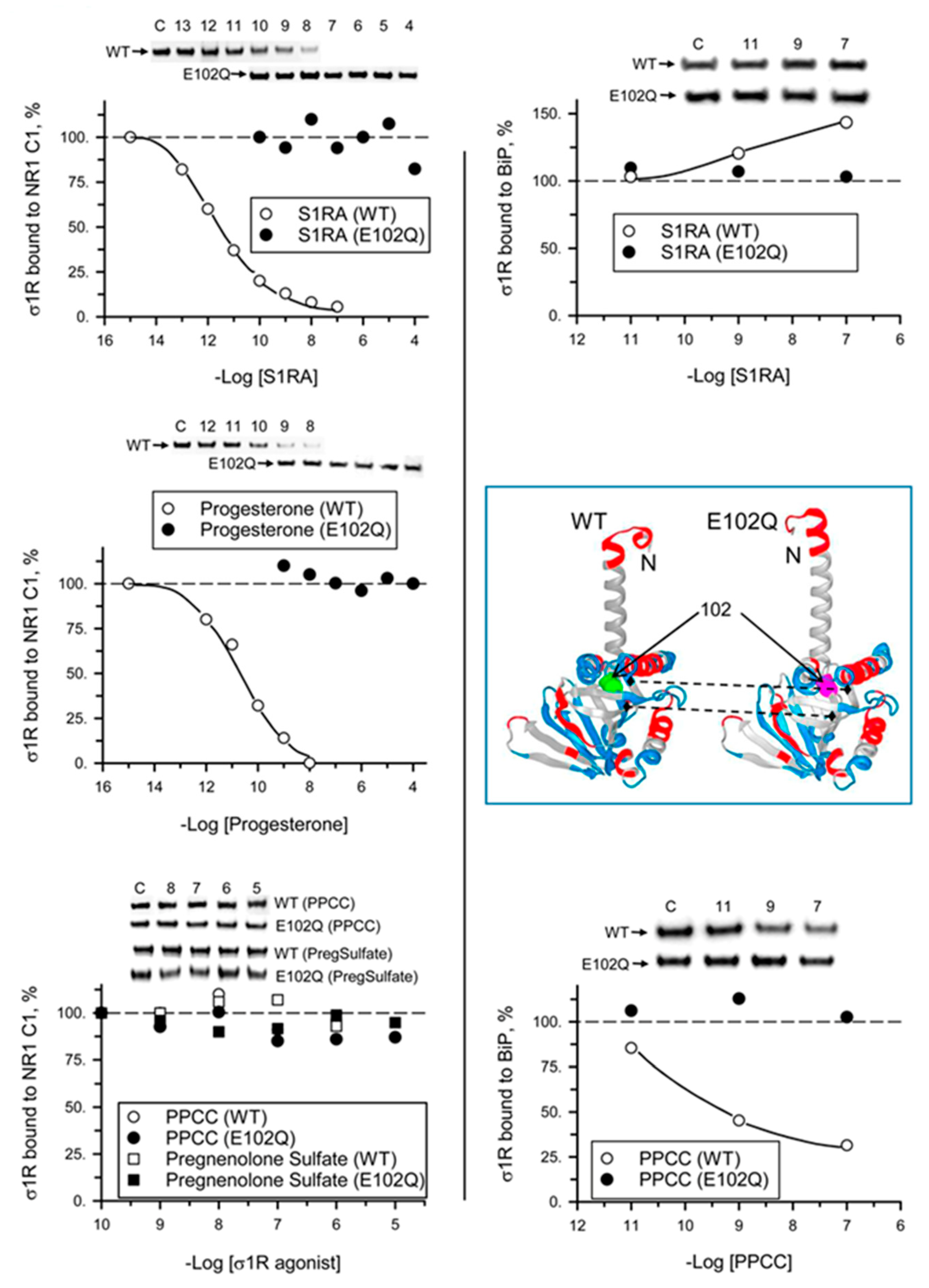 Ijms Free Full Text The Als Related S1r E102q Mutant Eludes Ligand Control And Exhibits Anomalous Response To Calcium Html