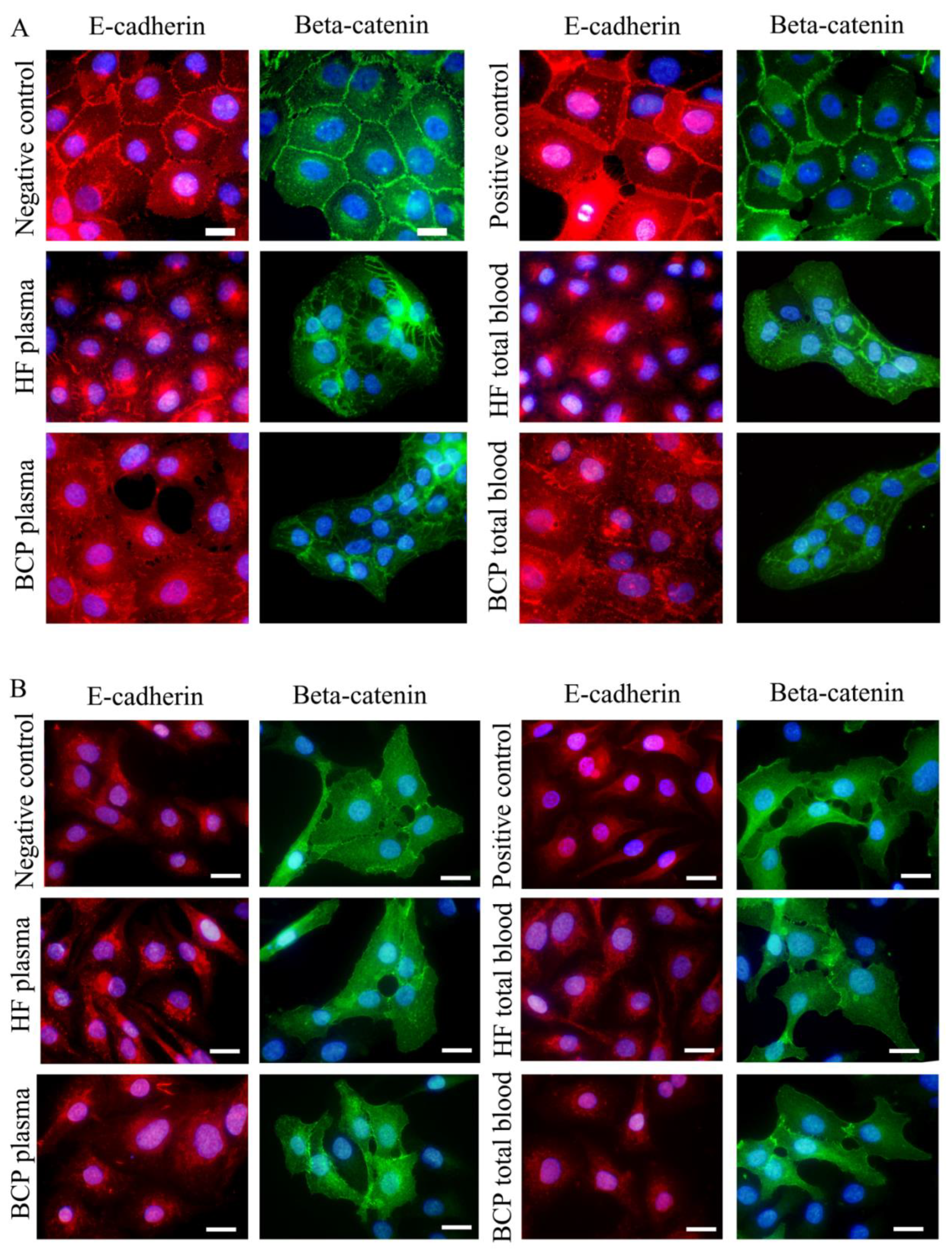 Ijms 21 07341 g006 Ijms 21 07341 g006