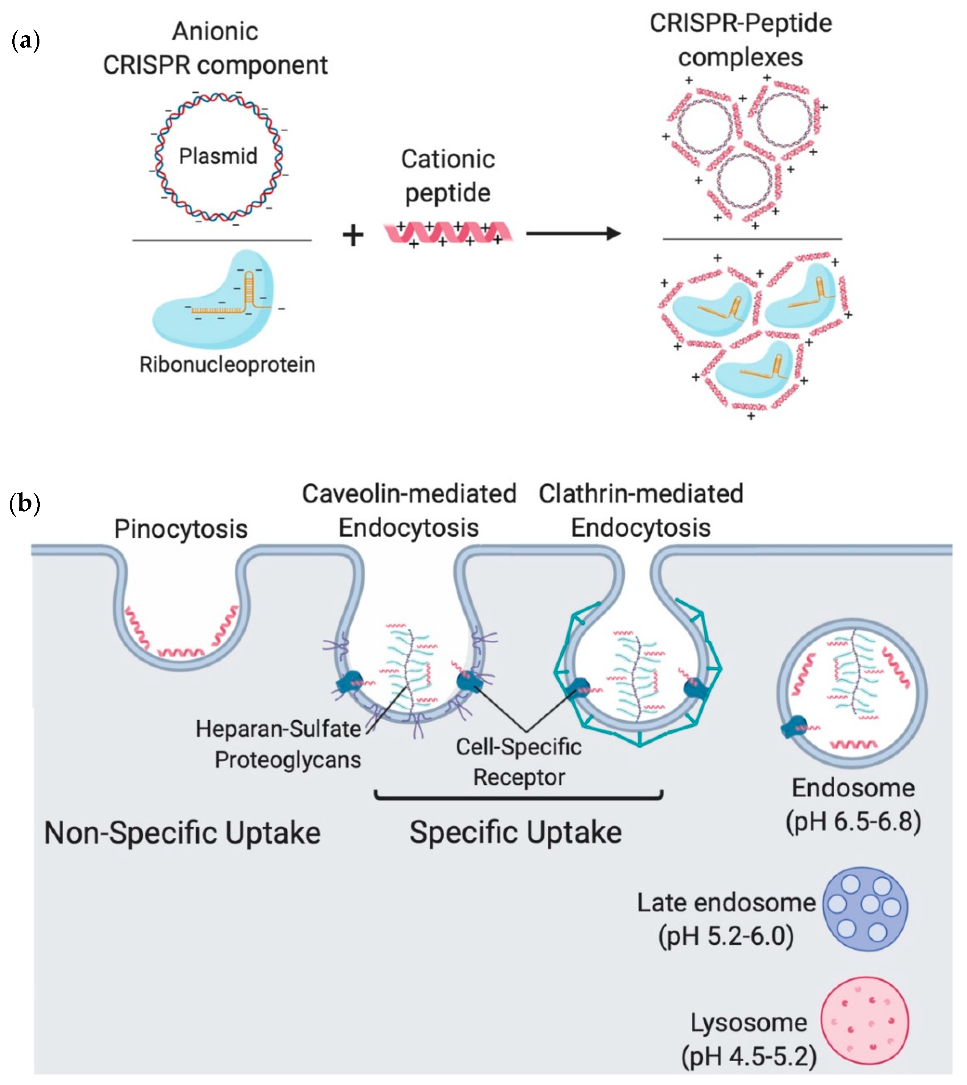 Ijms 21 07353 g004 Ijms 21 07353 g004