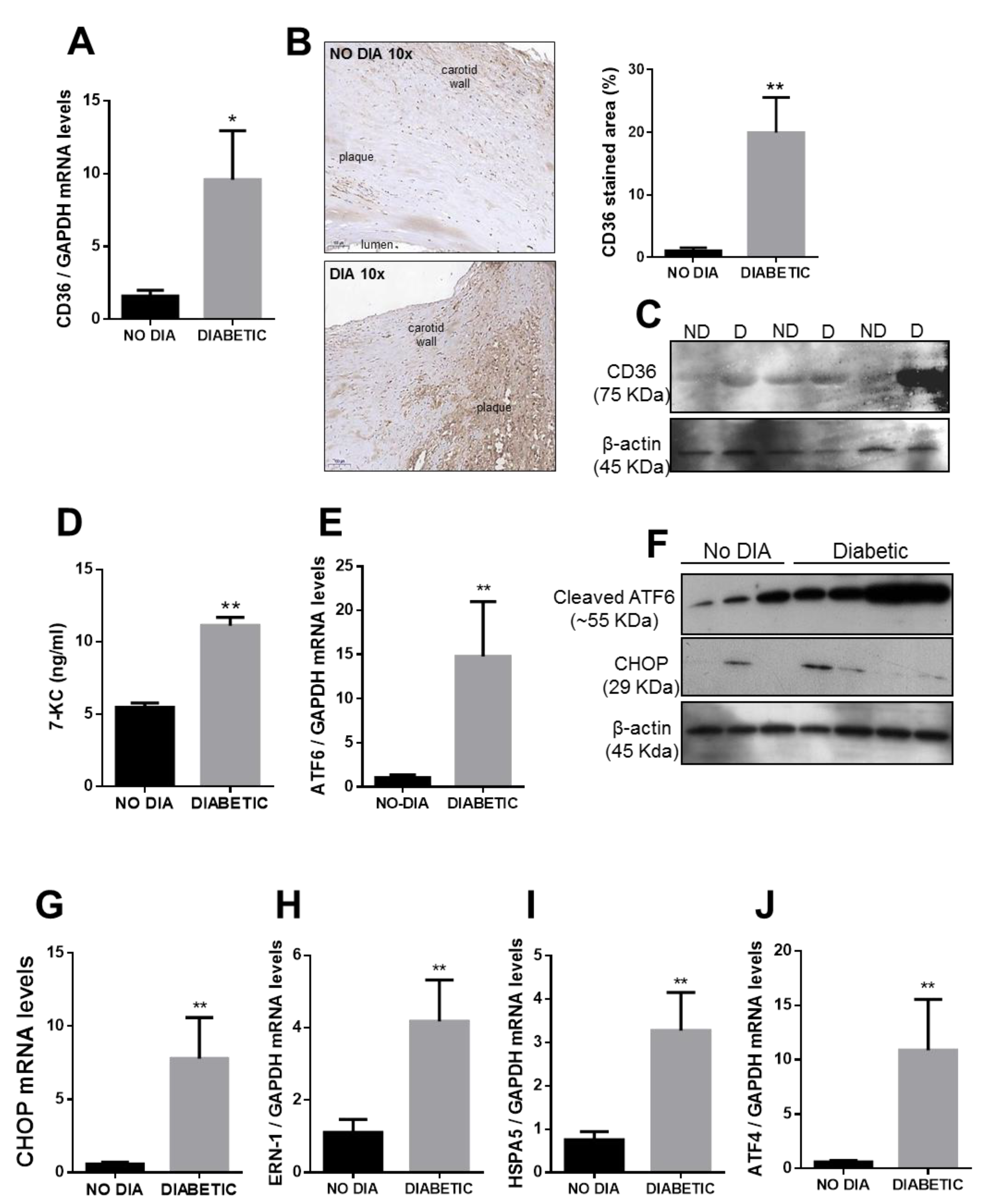 Ijms Free Full Text Role Of The Scavenger Receptor Cd36 In Accelerated Diabetic Atherosclerosis Html