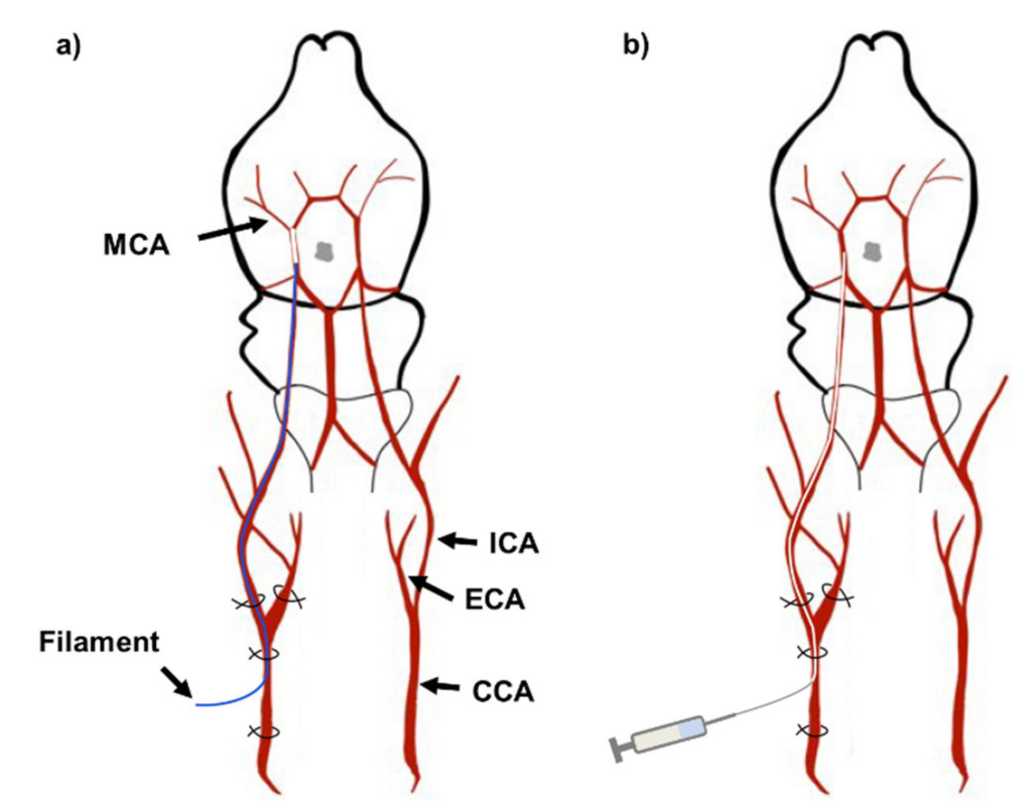 Ijms 21 07373 g008 Ijms 21 07373 g008