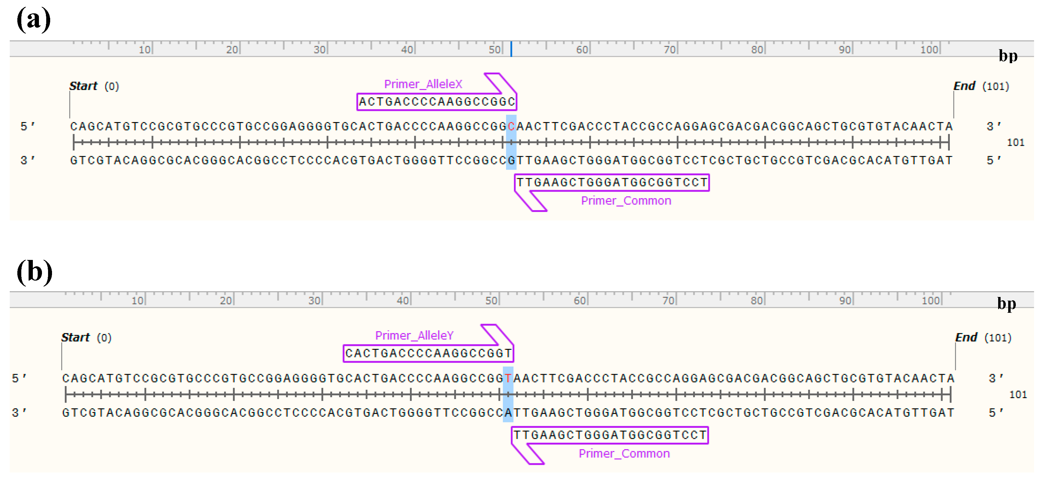 Ijms 21 07386 g004 Ijms 21 07386 g004