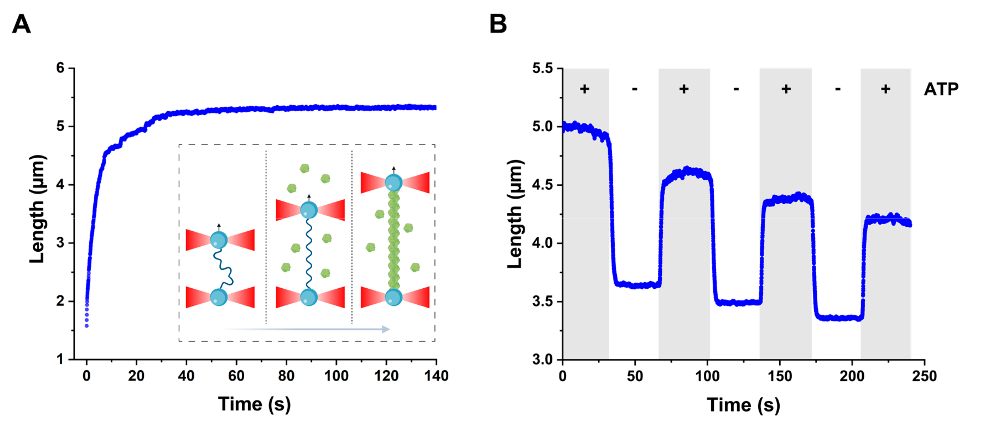 Crystal structure of the Deinococcus radiodurans single-stranded