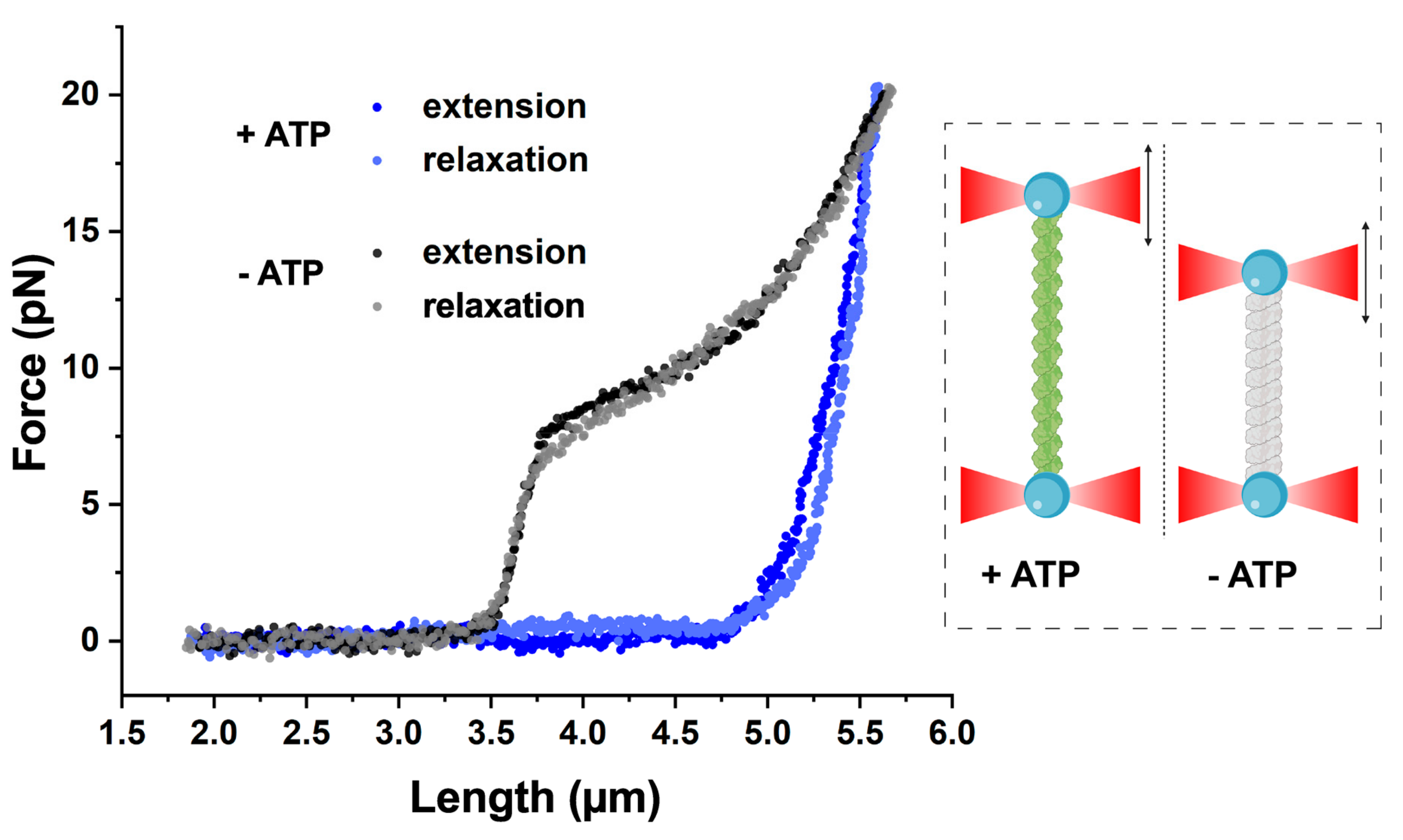 Ijms 21 07389 g002 Ijms 21 07389 g002