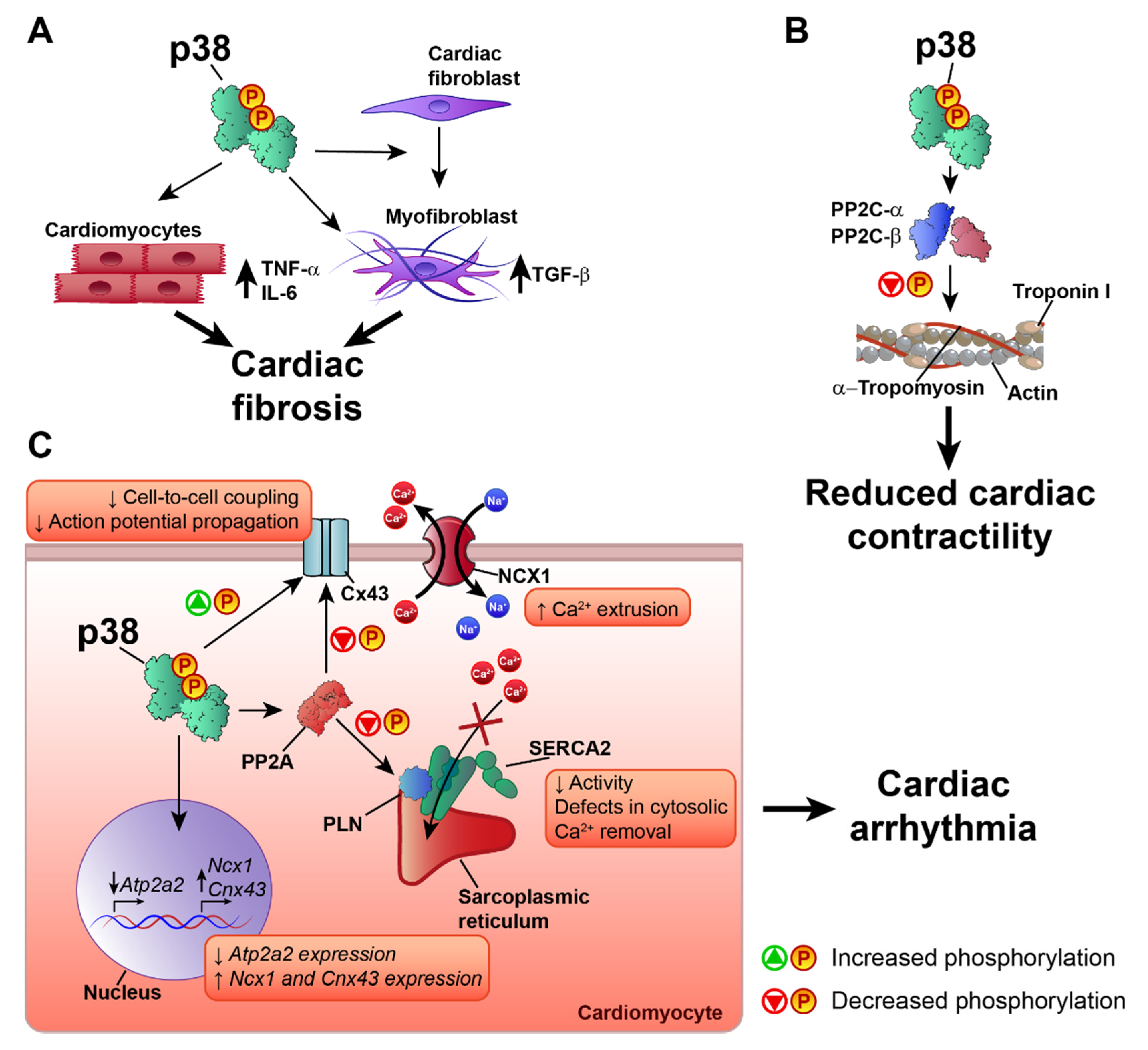 Ijms 21 07412 g003 Ijms 21 07412 g003