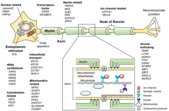 Recent Advances in Drosophila Models of Charcot-Marie-Tooth