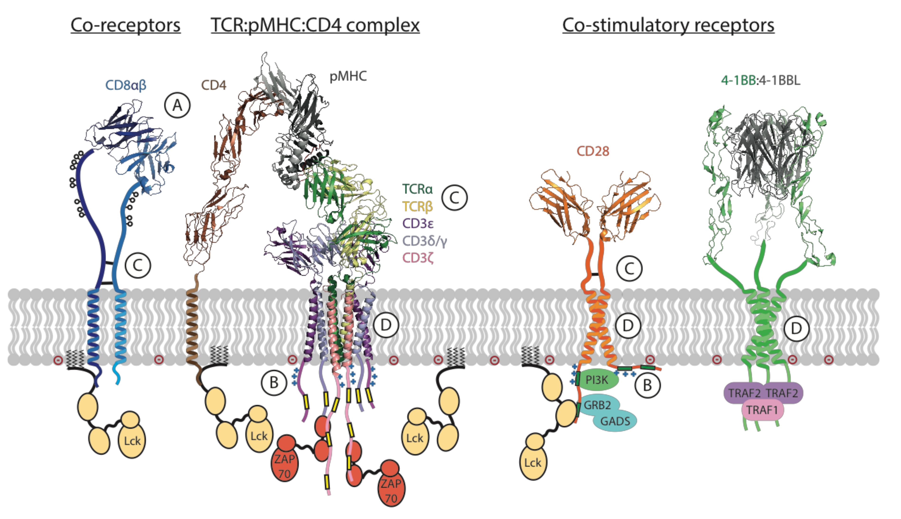 From structure to function – Ligand recognition by myeloid C-type