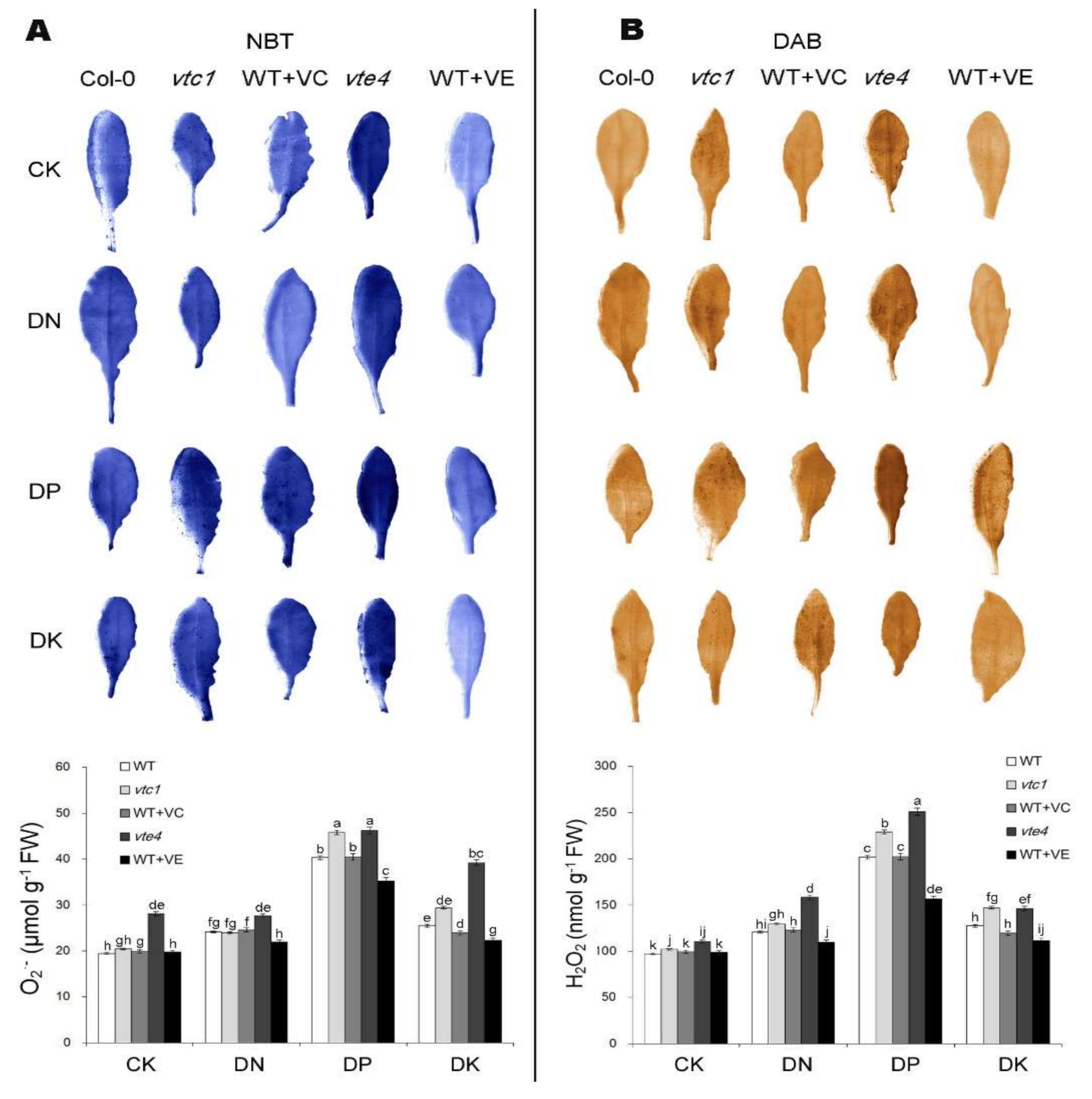 Ijms 21 07429 g004 Ijms 21 07429 g004