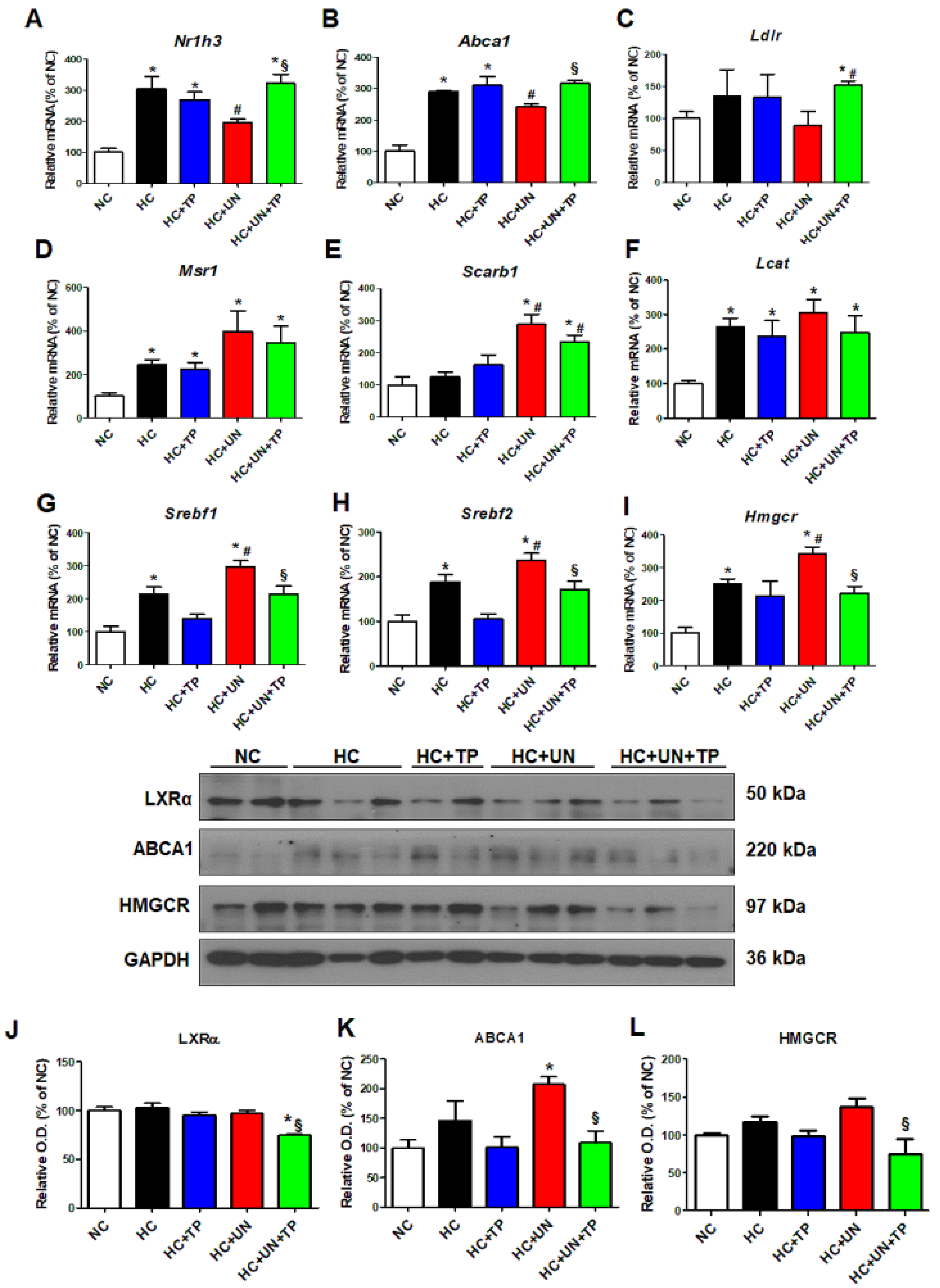 Ijms 21 07444 g002 Ijms 21 07444 g002
