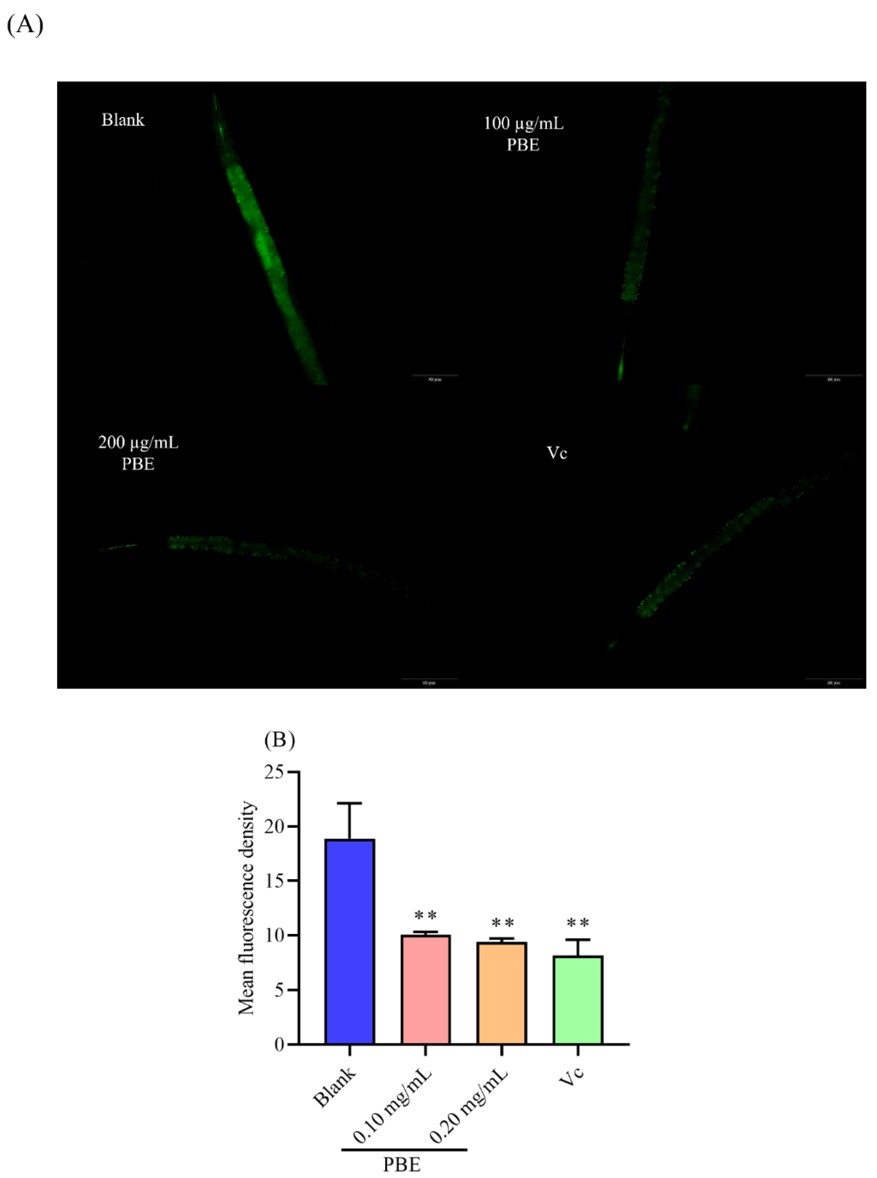 Ijms 21 07456 g004 Ijms 21 07456 g004