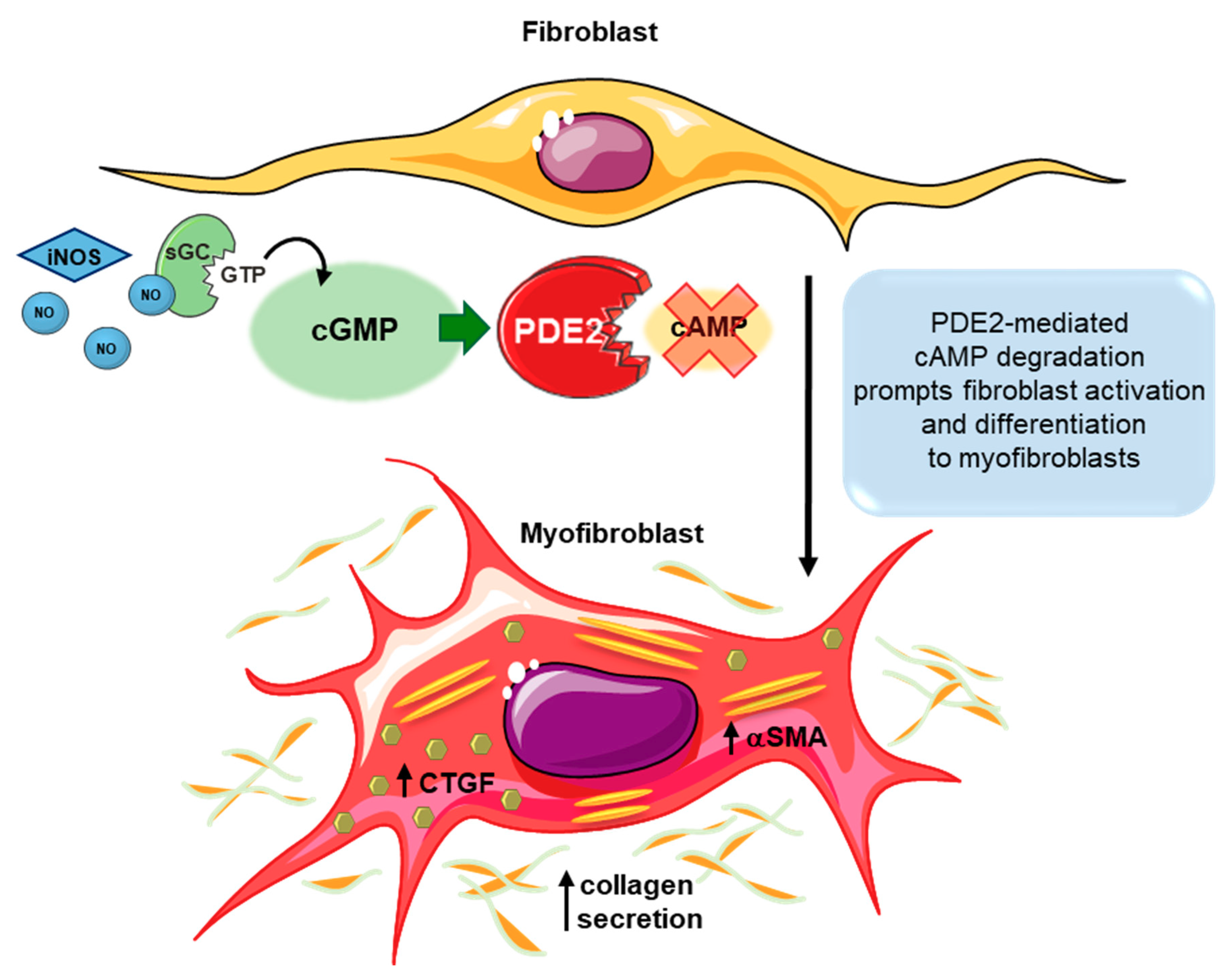 IJMS | Free Full-Text | Therapeutic Implications for PDE2 and cGMP 
