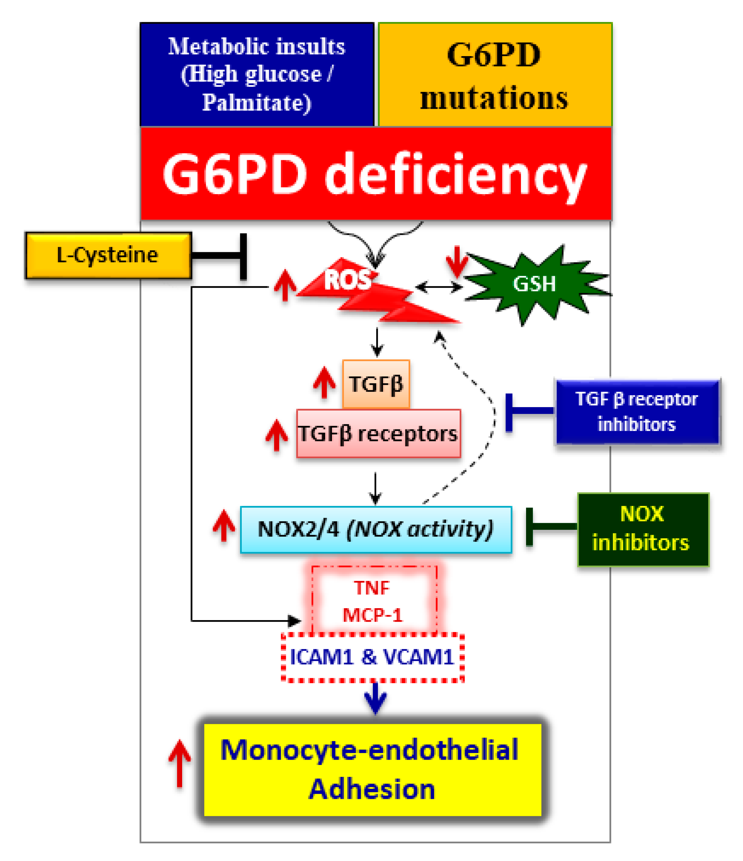IJMS Free FullText Glucose6Phosphate Dehydrogenase Deficiency