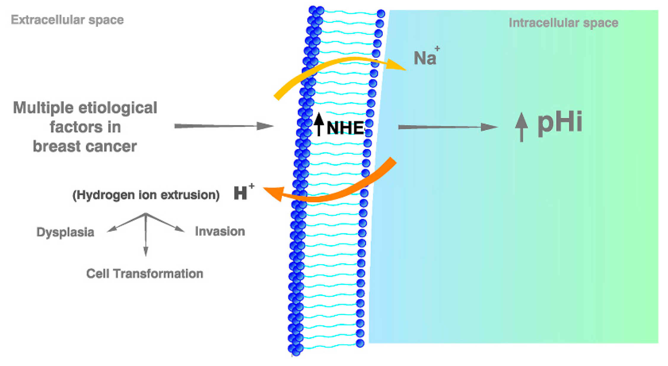 Ijms 21 07475 g002 Ijms 21 07475 g002