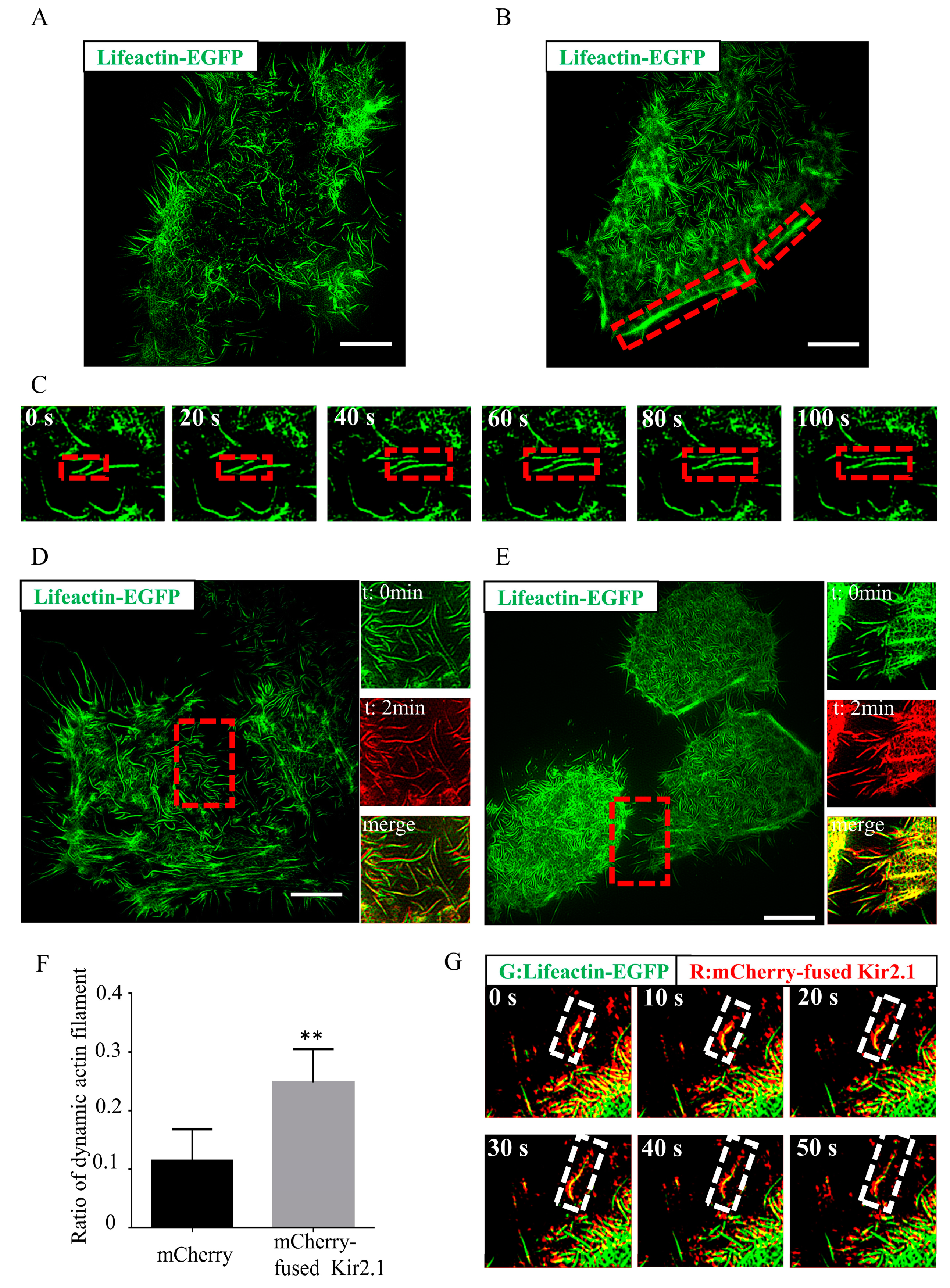 Ijms 21 07479 g001 Ijms 21 07479 g001