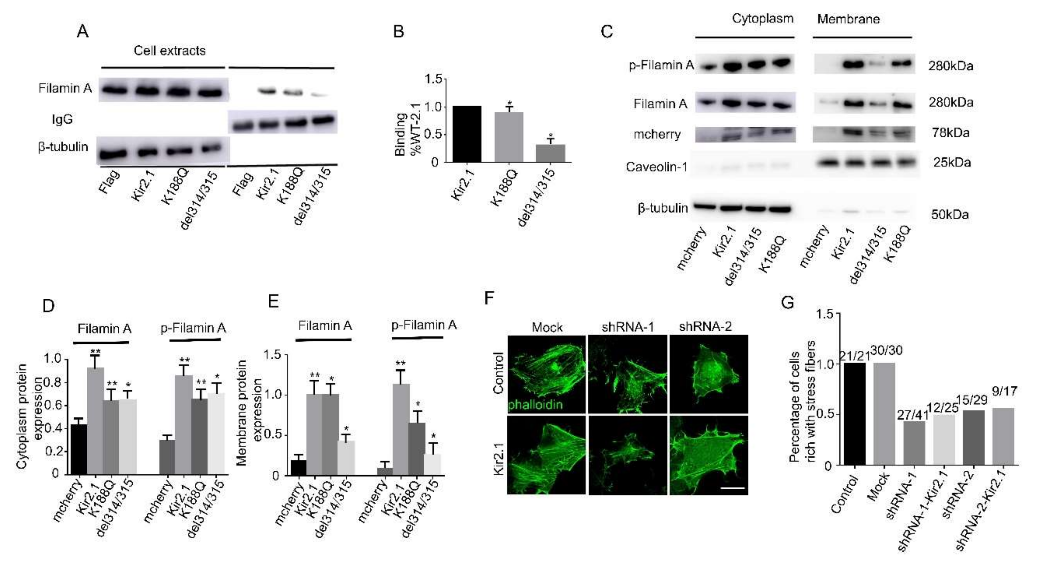 Ijms 21 07479 g005 Ijms 21 07479 g005