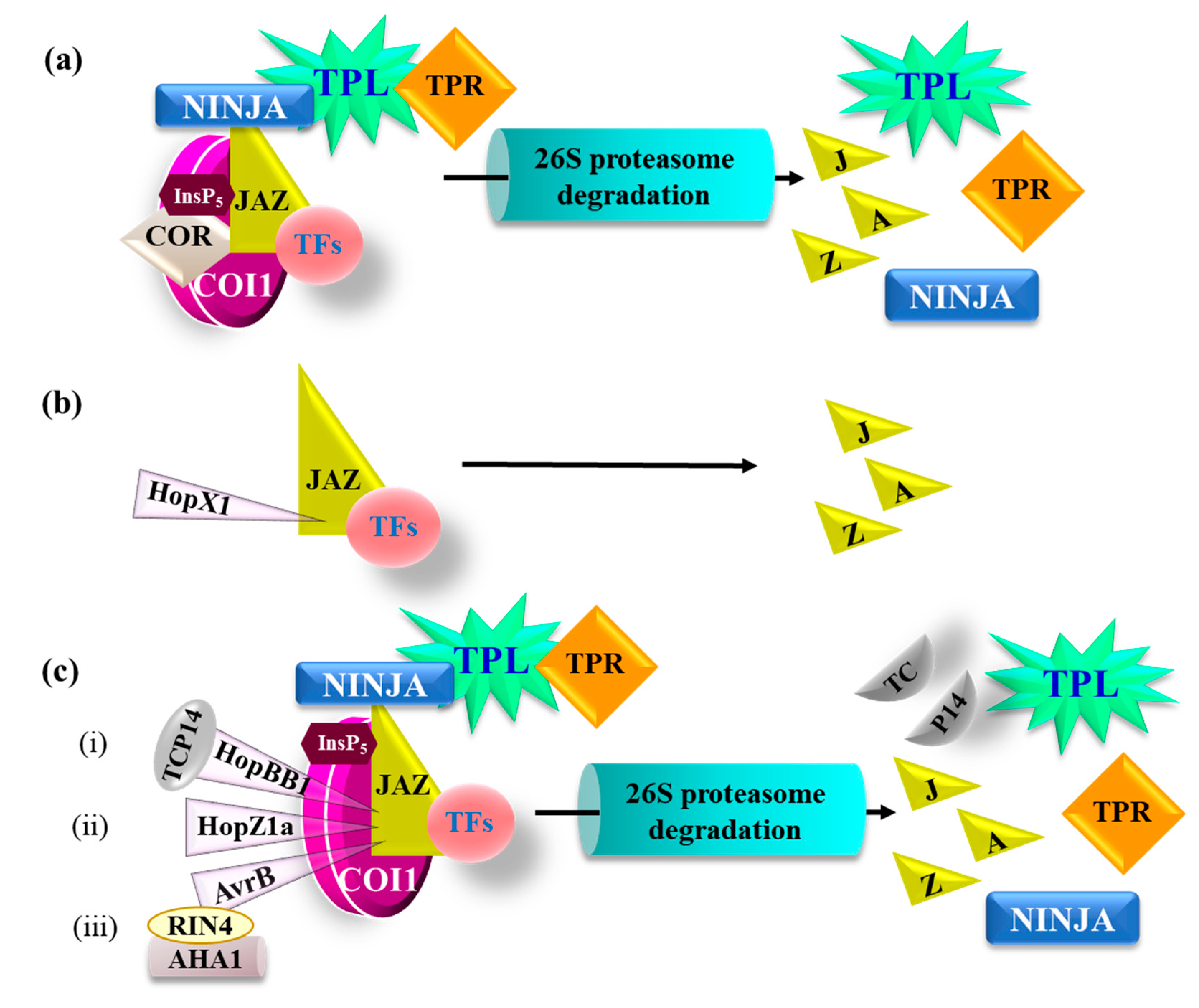 Ijms 21 07482 g004 Ijms 21 07482 g004