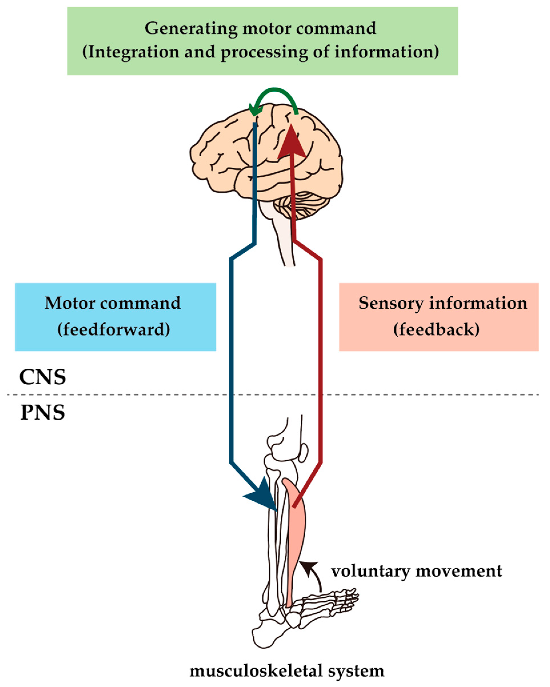 IJMS Free FullText Diabetes MellitusRelated Dysfunction of the Motor System