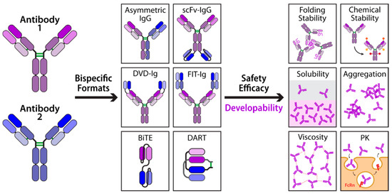 Indeed, even single-portion antibody is viable