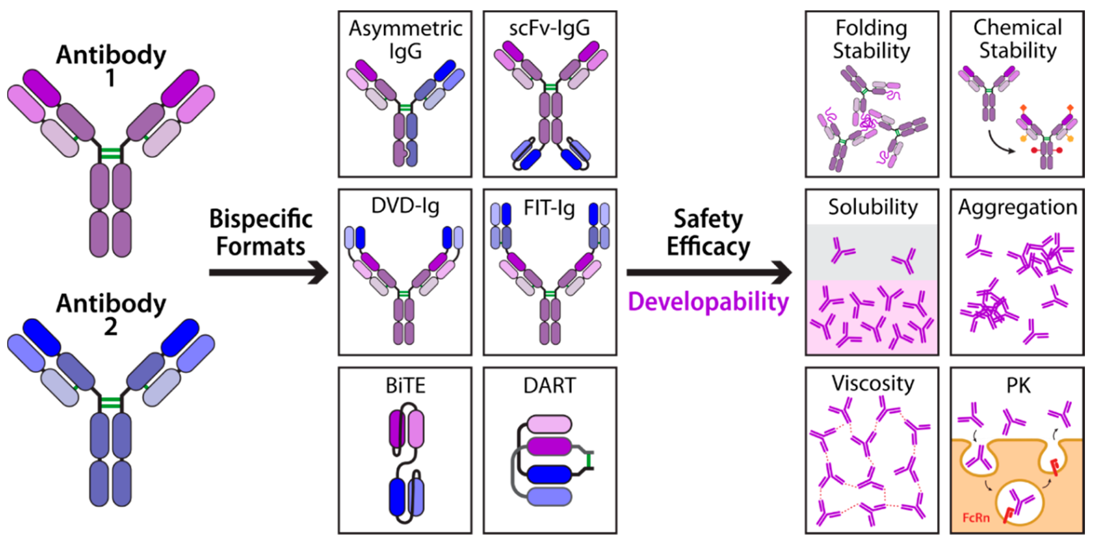 Ijms Free Full Text Toward Drug Like Multispecific Antibodies By Design Html